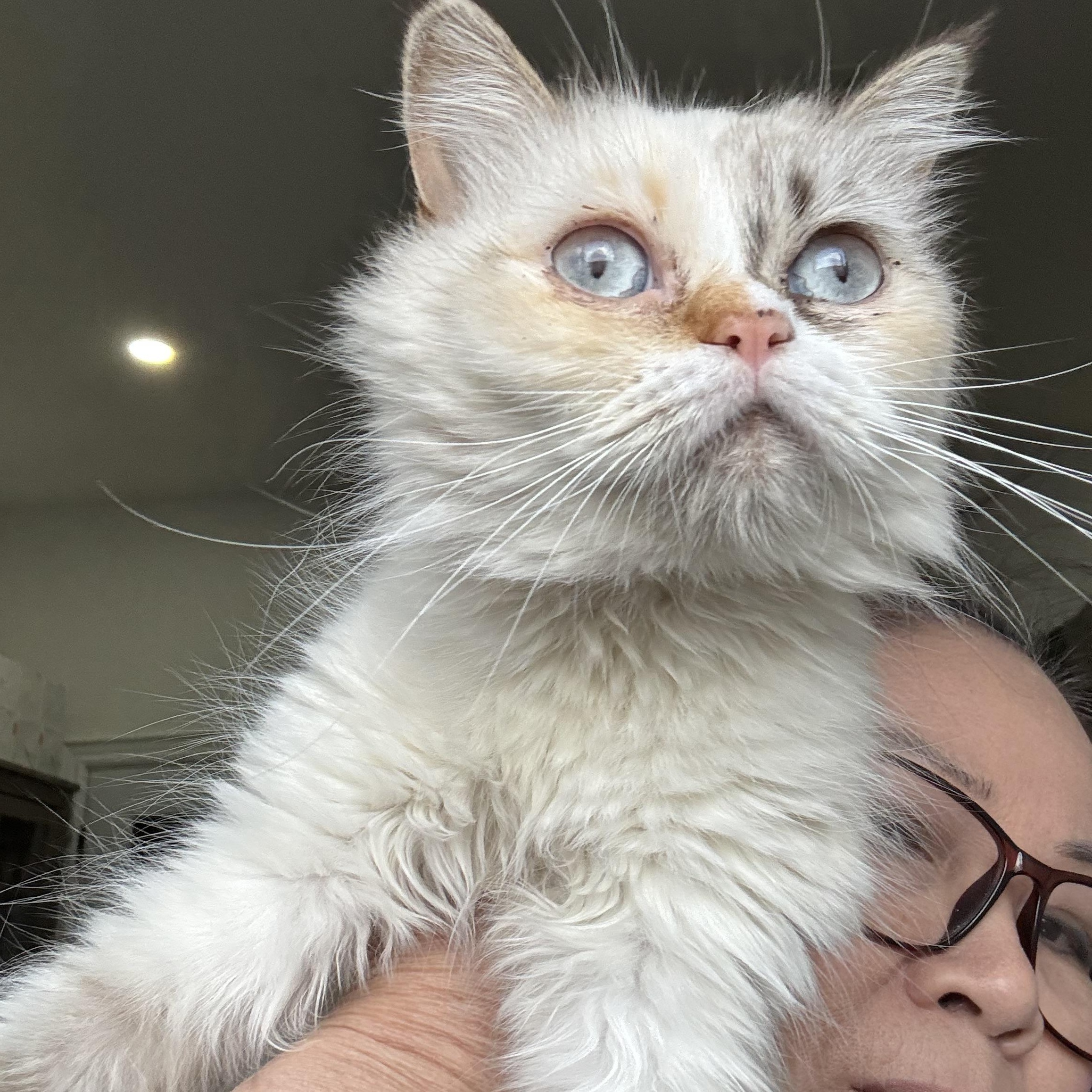 Enlarge Mirella - Lynda Luna, an adopted mixed breed in Brampton, ON image 1/6