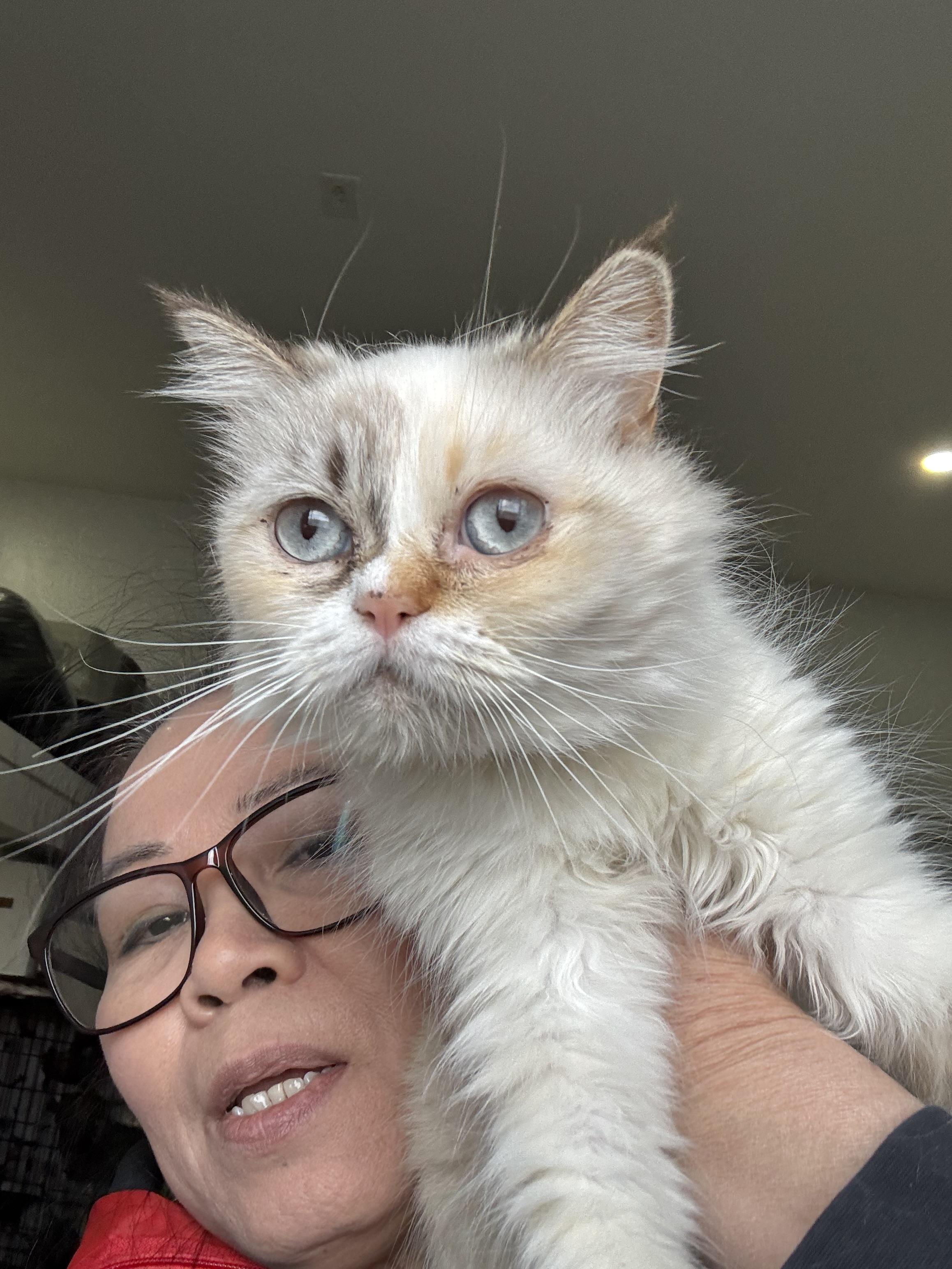 Enlarge Mirella - Lynda Luna, an adopted mixed breed in Brampton, ON image 6/6