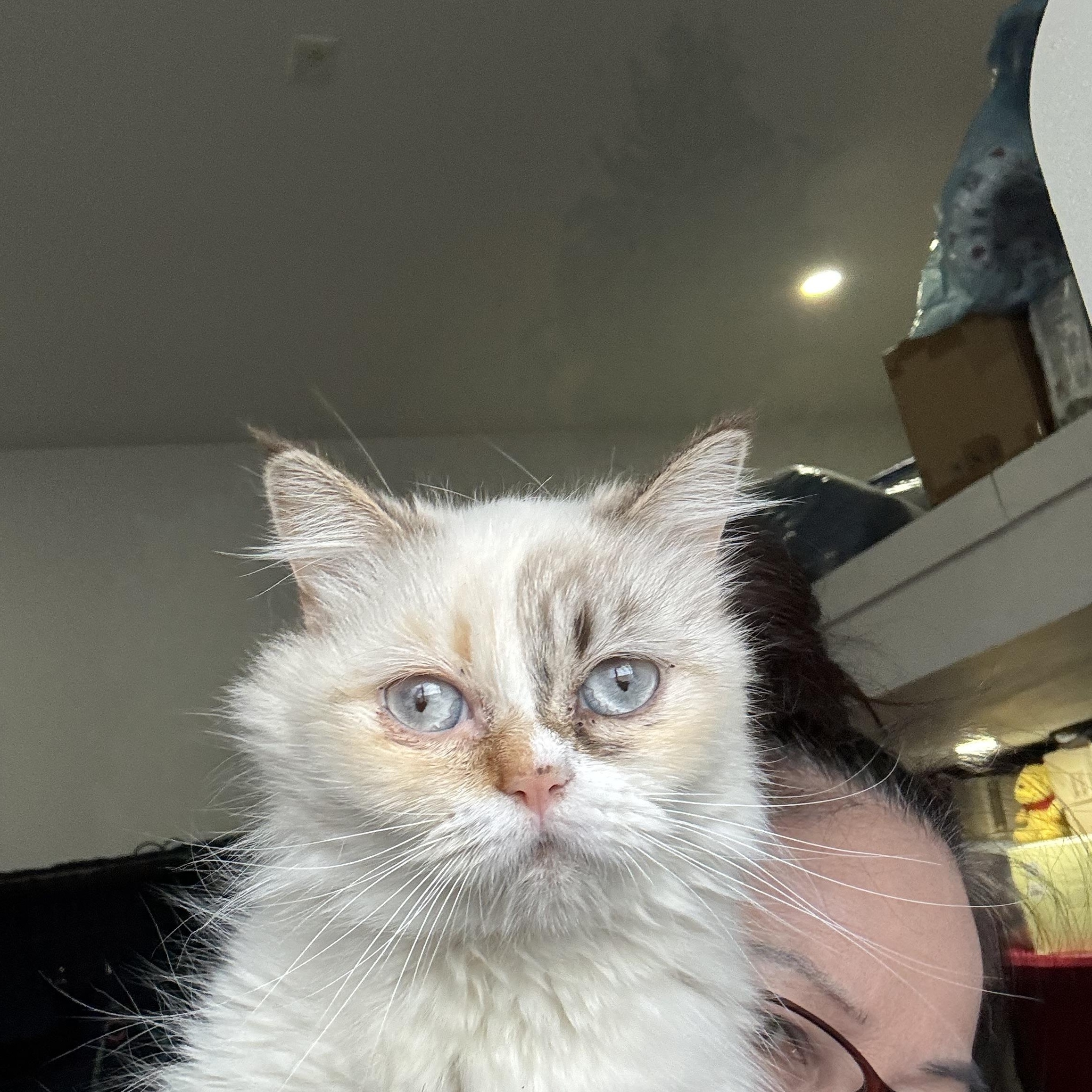 Enlarge Mirella - Lynda Luna, an adopted mixed breed in Brampton, ON image 4/6