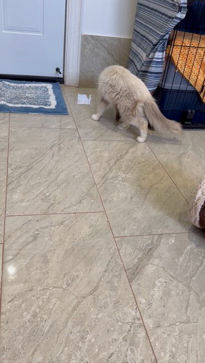 Enlarge Mirella - Lynda Luna, an adopted mixed breed in Brampton, ON video 2/6