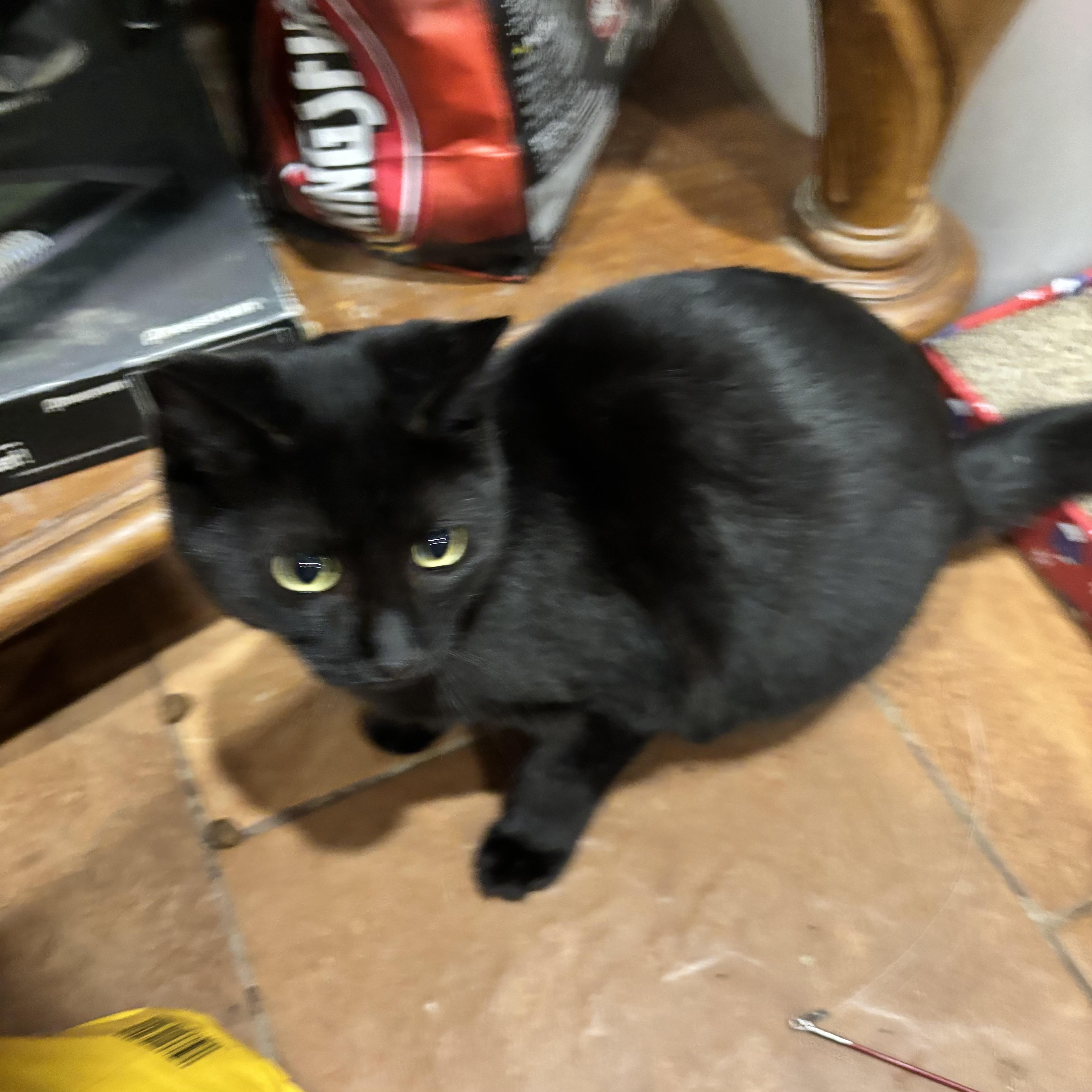 Waylon Jennings, ADOPTABLE, Young Male Domestic Short Hair.