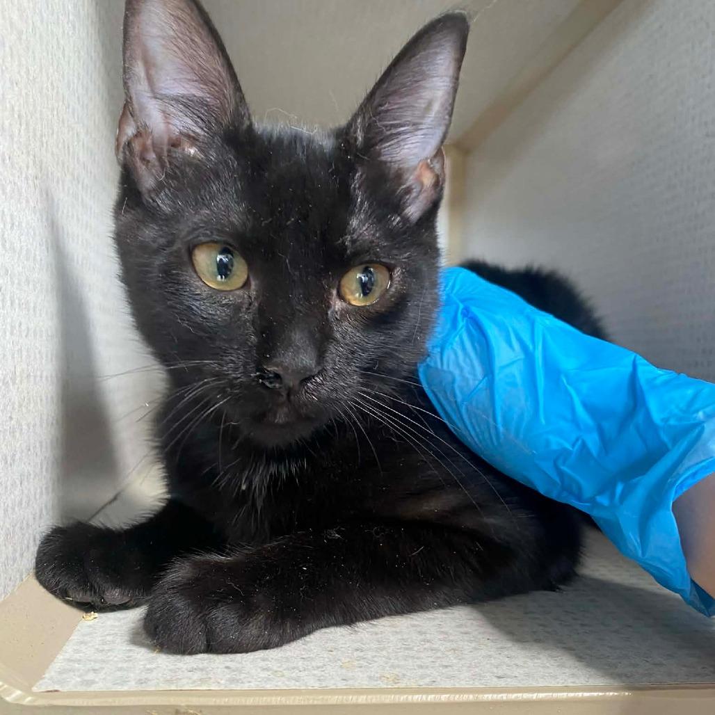 Bones — thumbnail 2