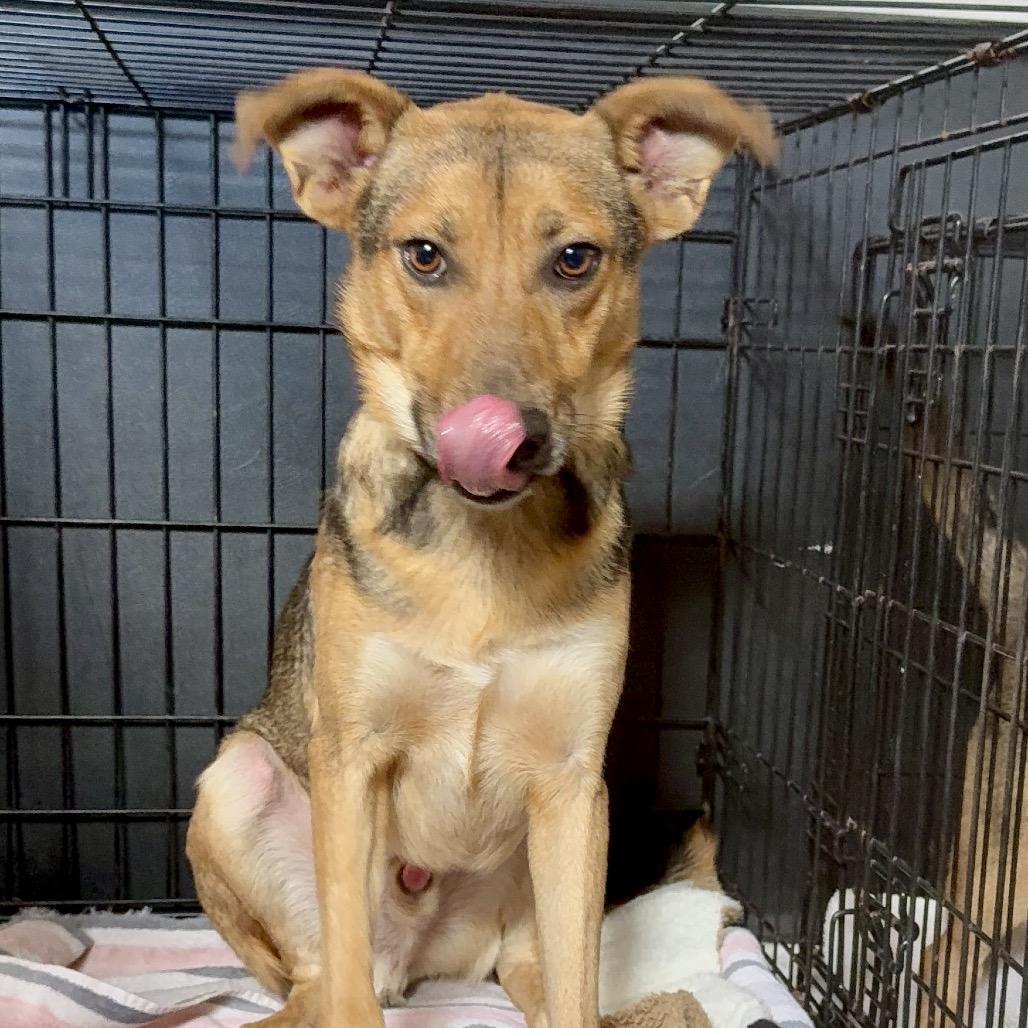 Sultan, a Adoptable Mixed Breed in Oxford, ME image 1/4