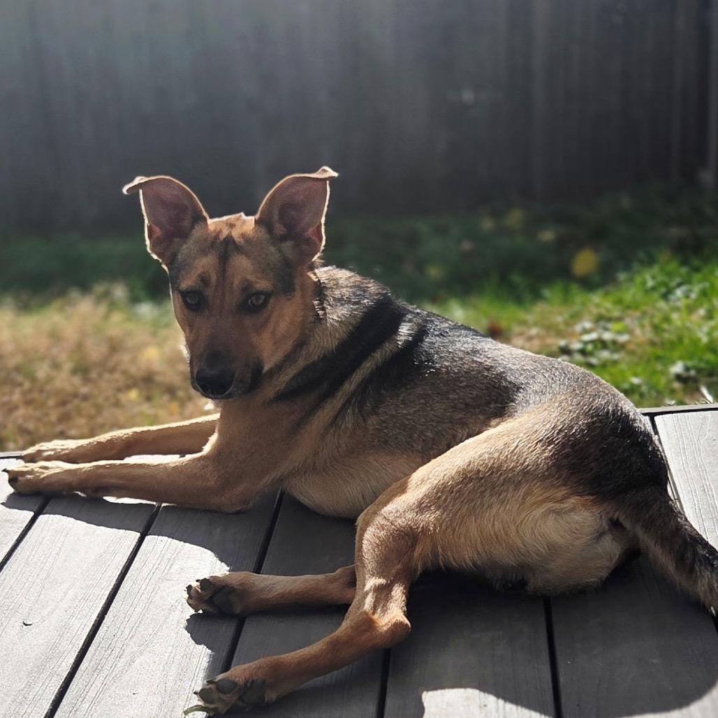 Sultan, Adoptable, Adult Male Mixed Breed.