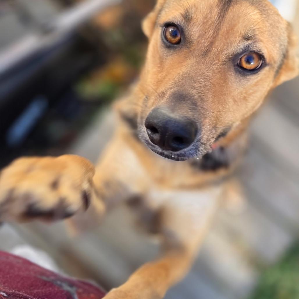 Wiley, a Adoptable Mixed Breed in Oxford, ME image 2/4