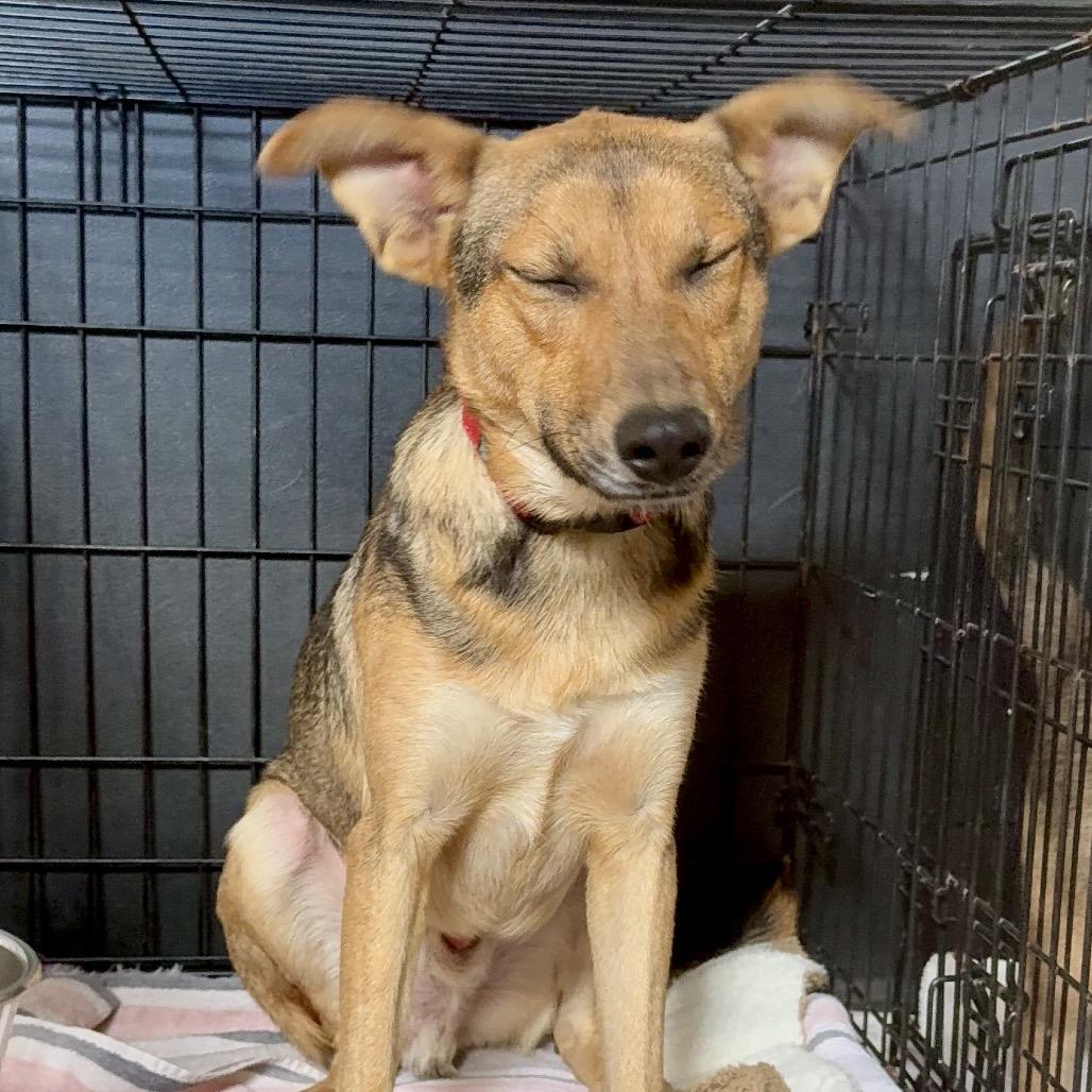 Sultan, a Adoptable Mixed Breed in Oxford, ME image 2/4