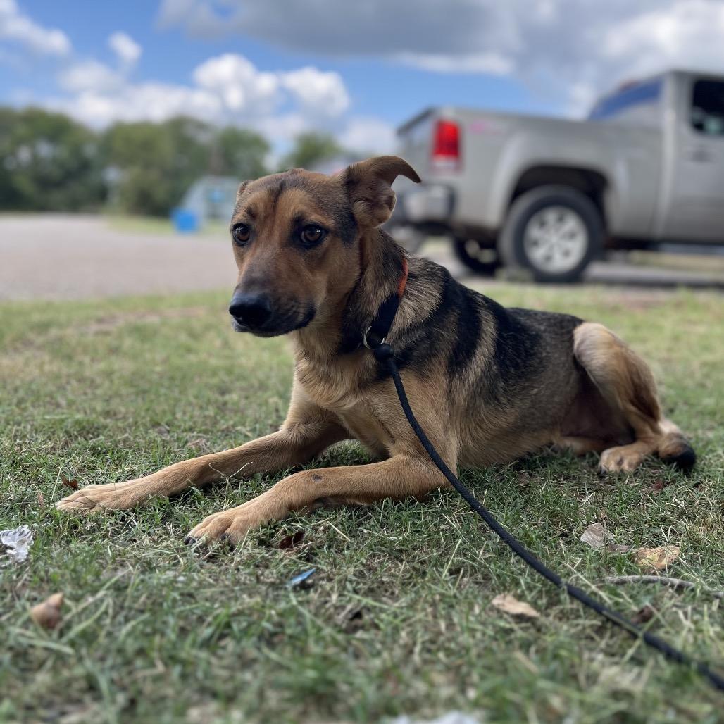 Sultan, a Adoptable Mixed Breed in Oxford, ME image 3/4