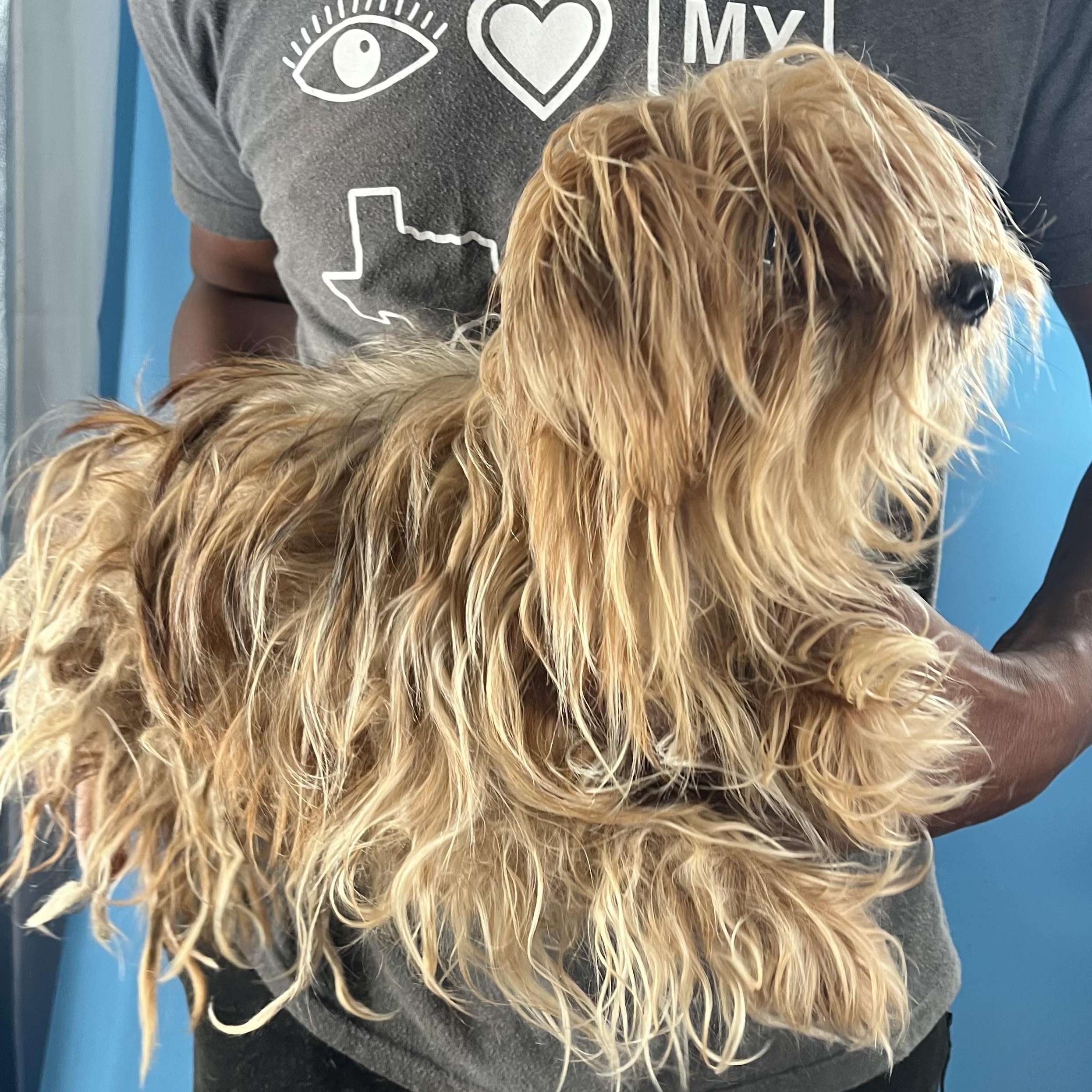 Trixie - Local August 28-30, an adoptable Yorkshire Terrier in Happy Valley , OR image 2/2