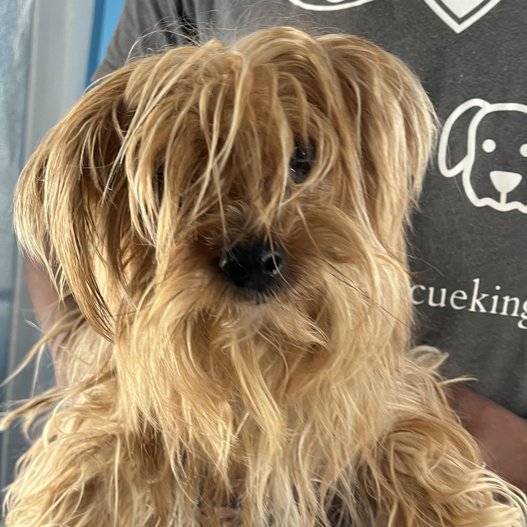 Trixie - Local August 28-30, adoptable, Adult Female Yorkshire Terrier.