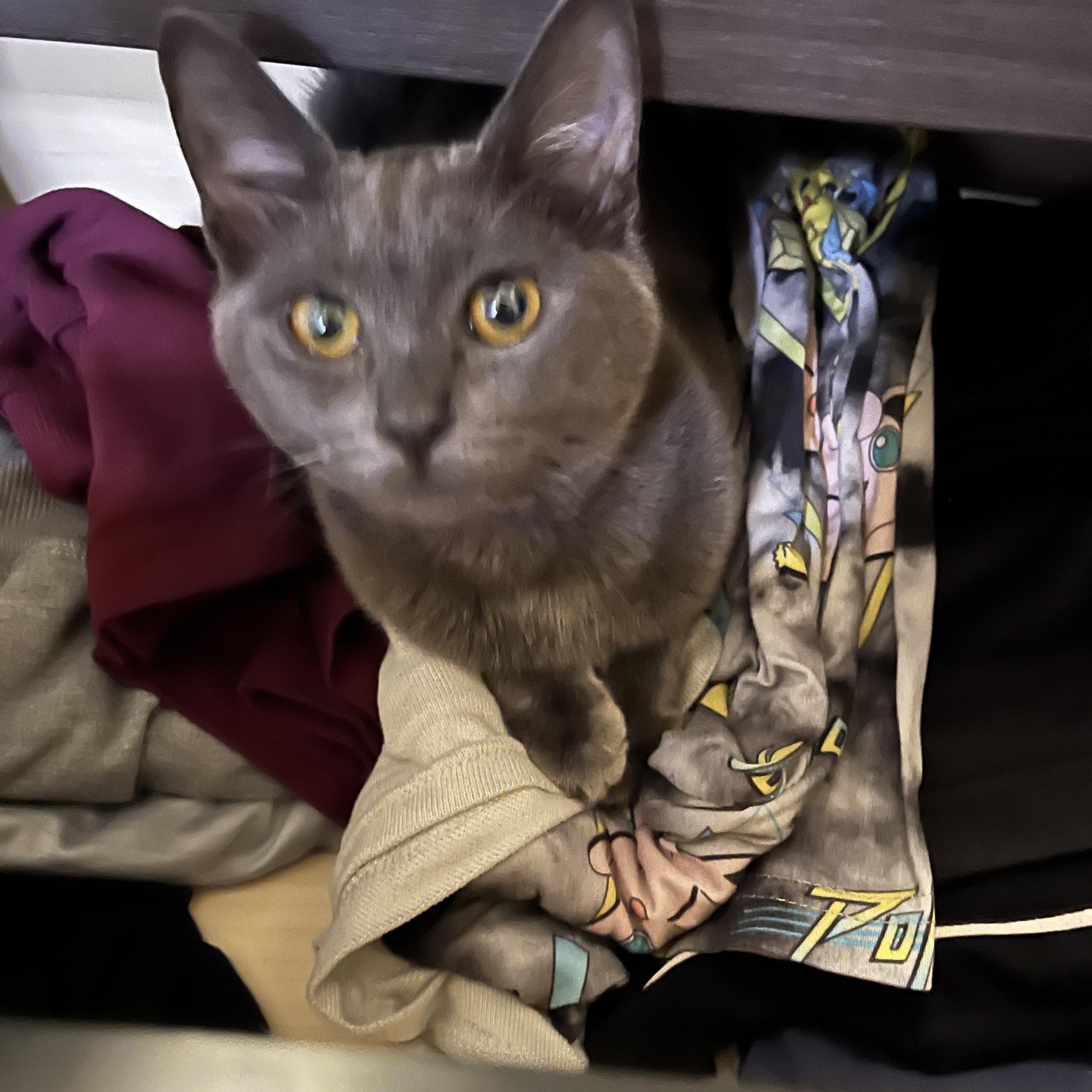 Enlarge Honeynut, a Adoptable Domestic Short Hair in Davis, CA image 3/6