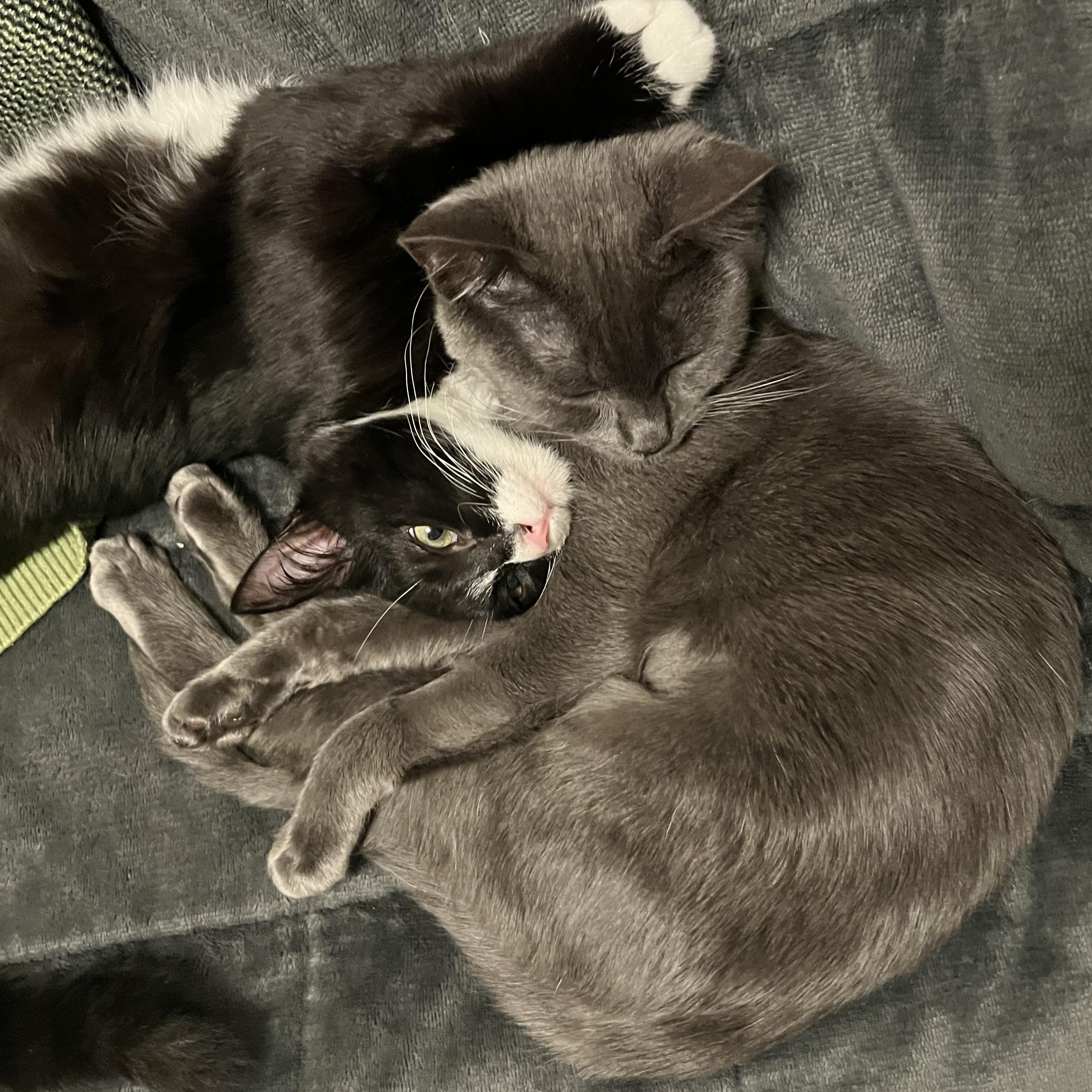 Enlarge Honeynut, a Adoptable Domestic Short Hair in Davis, CA image 6/6