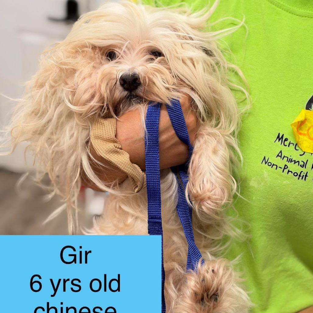 Enlarge Gir, a Adoptable mixed breed in Tampa, FL image 1/1