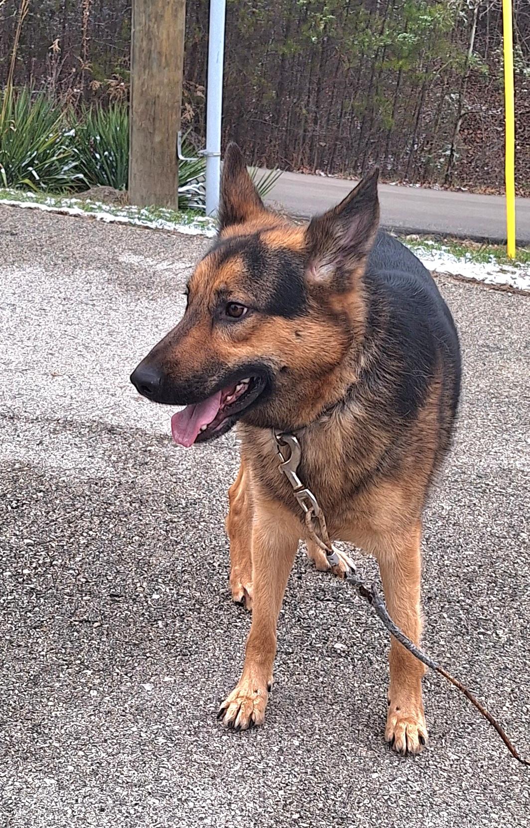 Diesel , ADOPTABLE, Adult Male German Shepherd Dog.