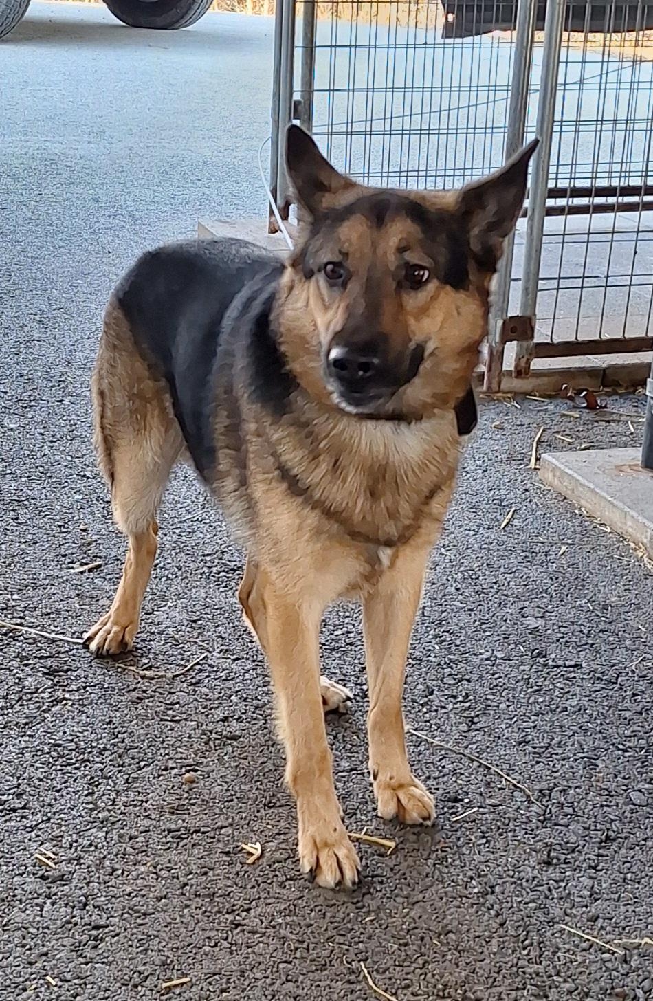 Diesel , a ADOPTABLE German Shepherd Dog in Stanton, KY image 2/6
