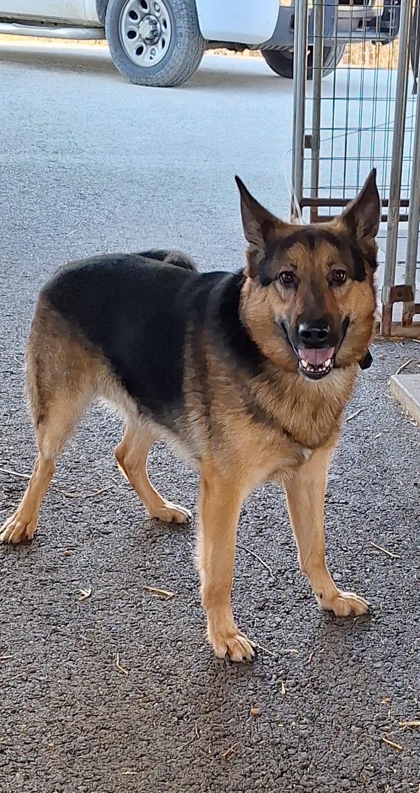 Diesel , a ADOPTABLE German Shepherd Dog in Stanton, KY image 3/6