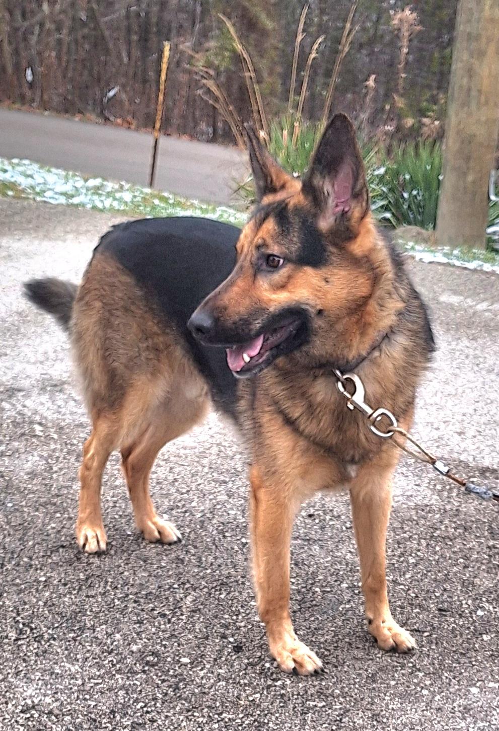 Diesel , a ADOPTABLE German Shepherd Dog in Stanton, KY image 4/6