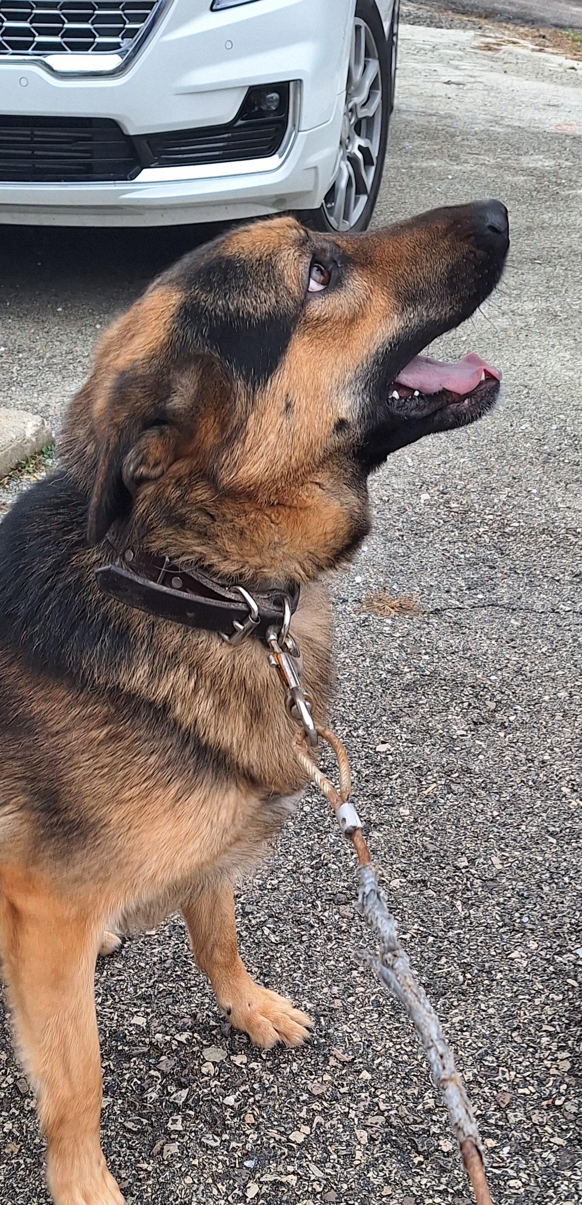 Diesel , a ADOPTABLE German Shepherd Dog in Stanton, KY image 5/6