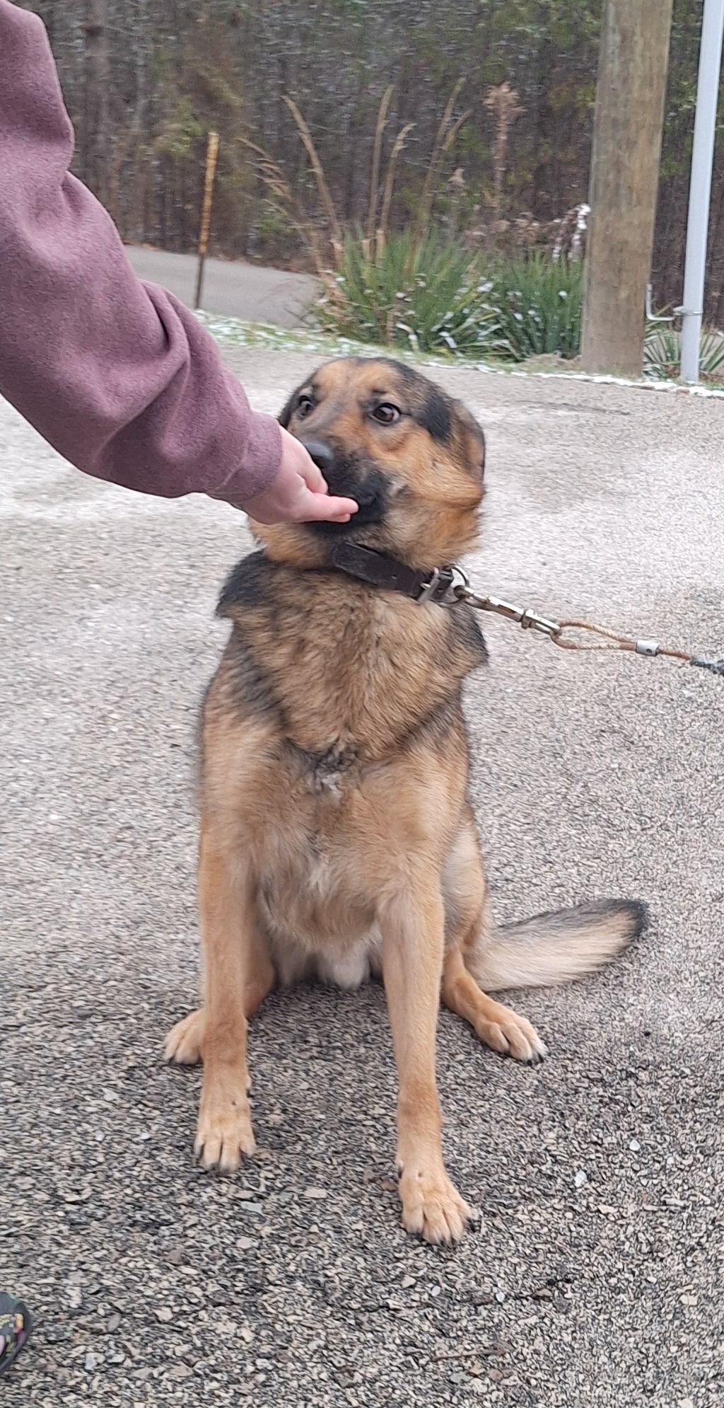 Diesel , a ADOPTABLE German Shepherd Dog in Stanton, KY image 6/6