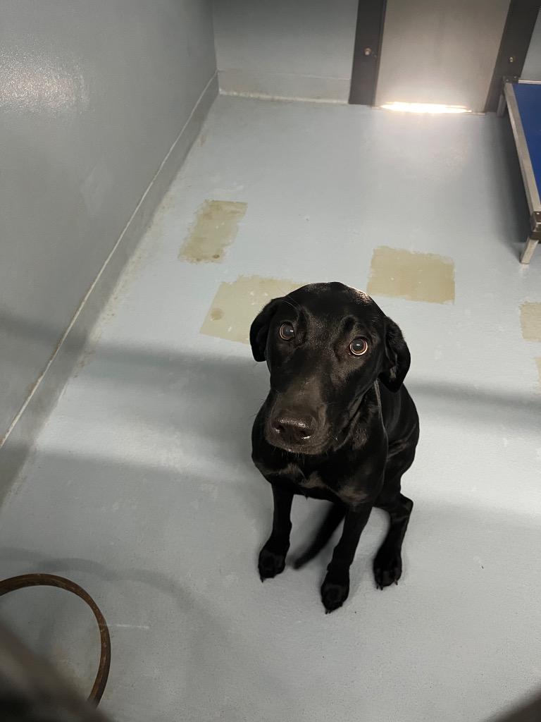 Montana, Adoptable, Young Female Mixed Breed.