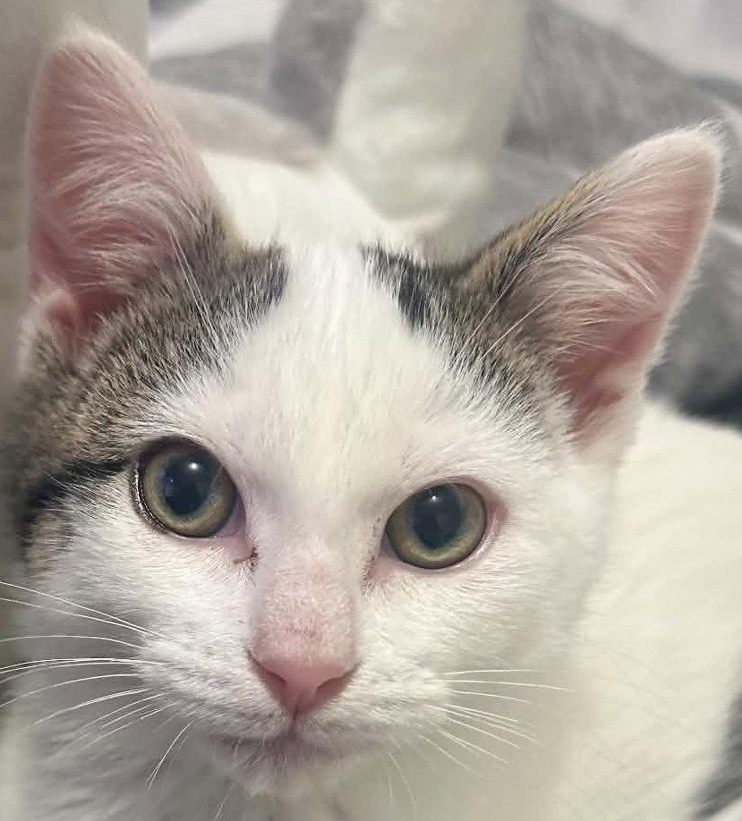 Enlarge SPUD, a Adoptable Domestic Short Hair in Minesing, ON image 1/3