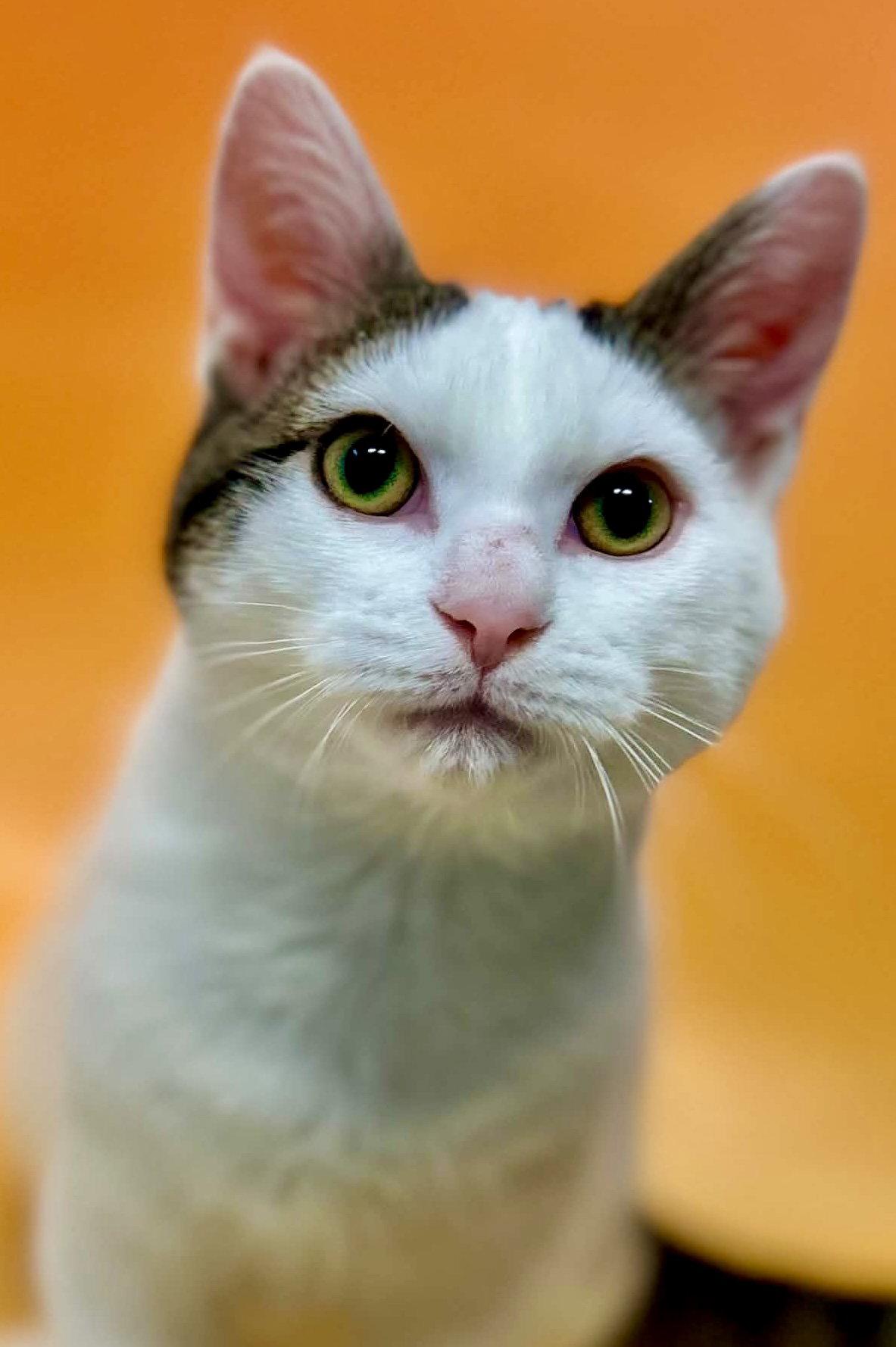Enlarge SPUD, a Adoptable Domestic Short Hair in Minesing, ON image 2/3