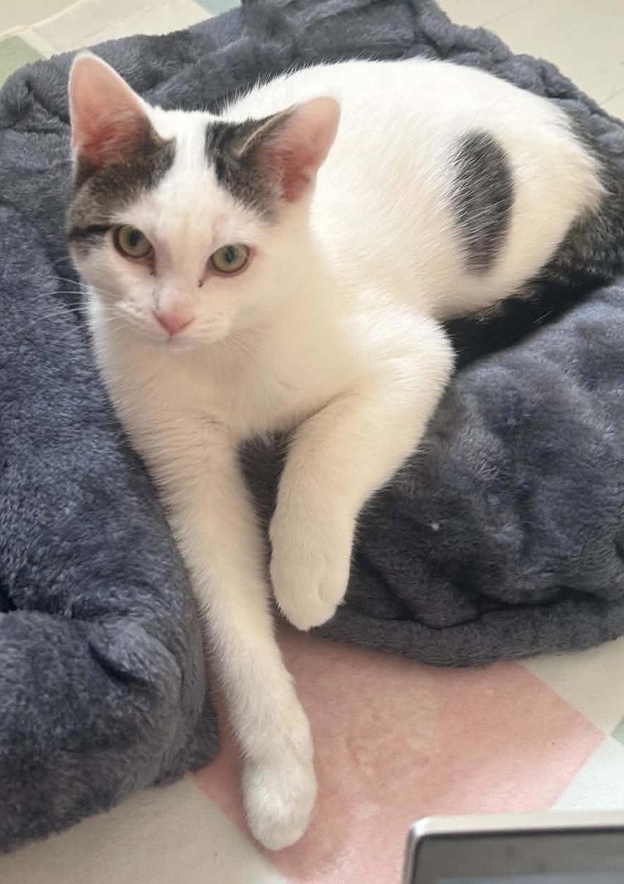 Enlarge SPUD, a Adoptable Domestic Short Hair in Minesing, ON image 3/3