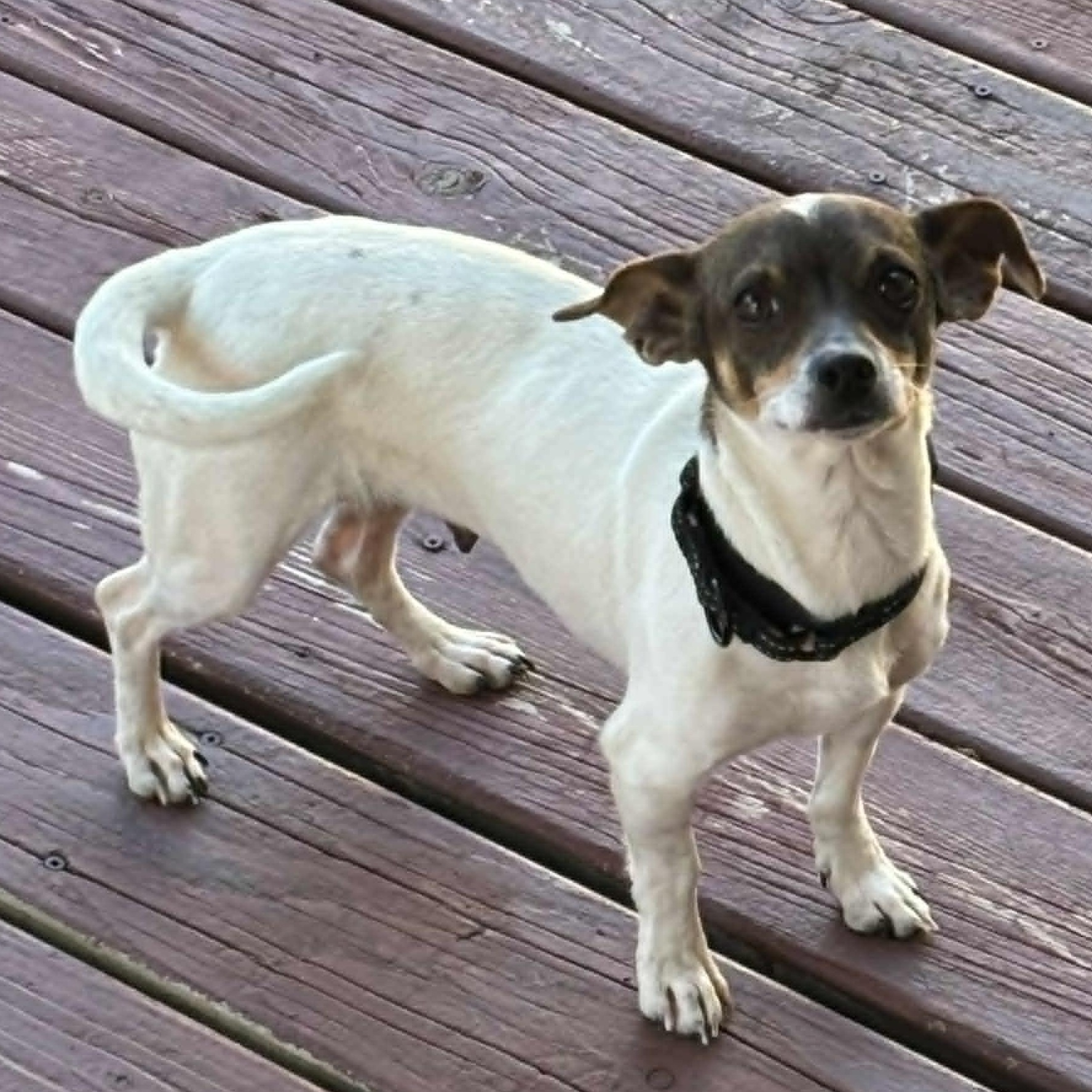 Mathilda - UPDATED, an adoptable mixed breed in Windsor, ON image 2/6