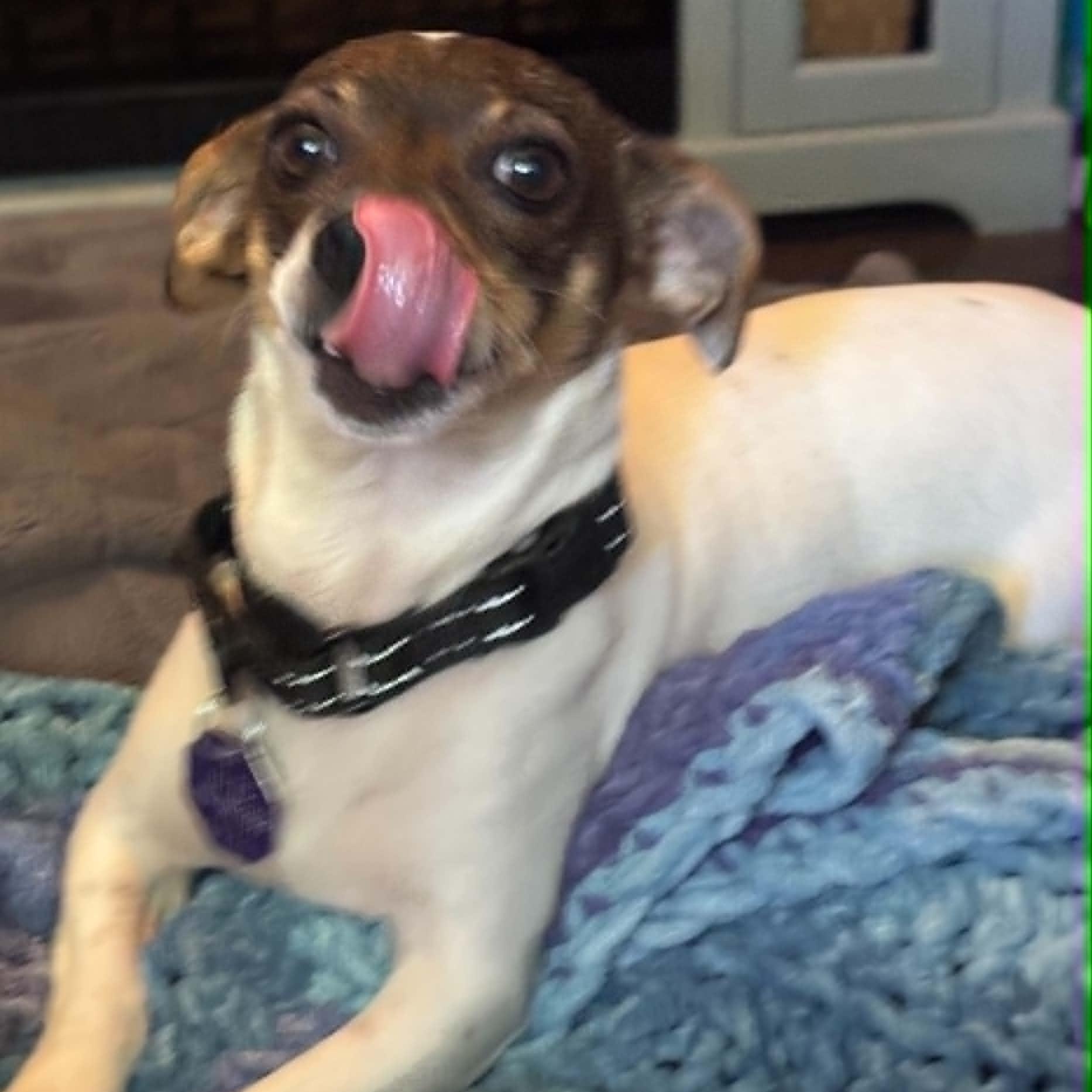 Mathilda - UPDATED, an adoptable mixed breed in Windsor, ON image 6/6