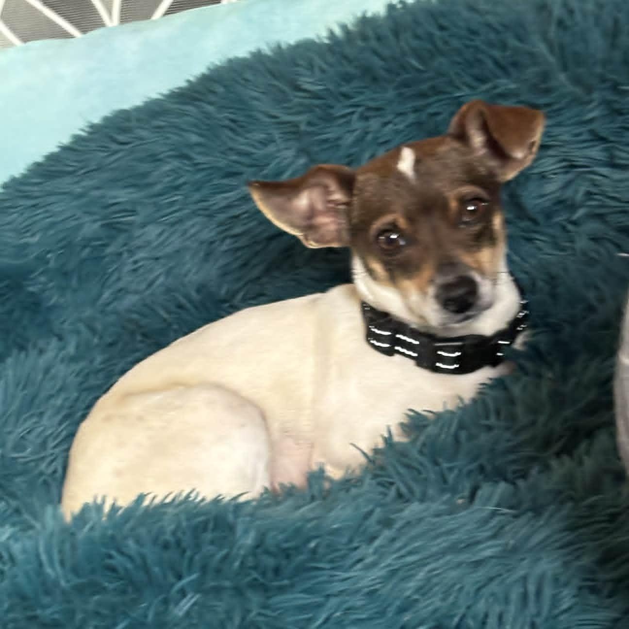 Mathilda - UPDATED, adoptable, Young Female Terrier.