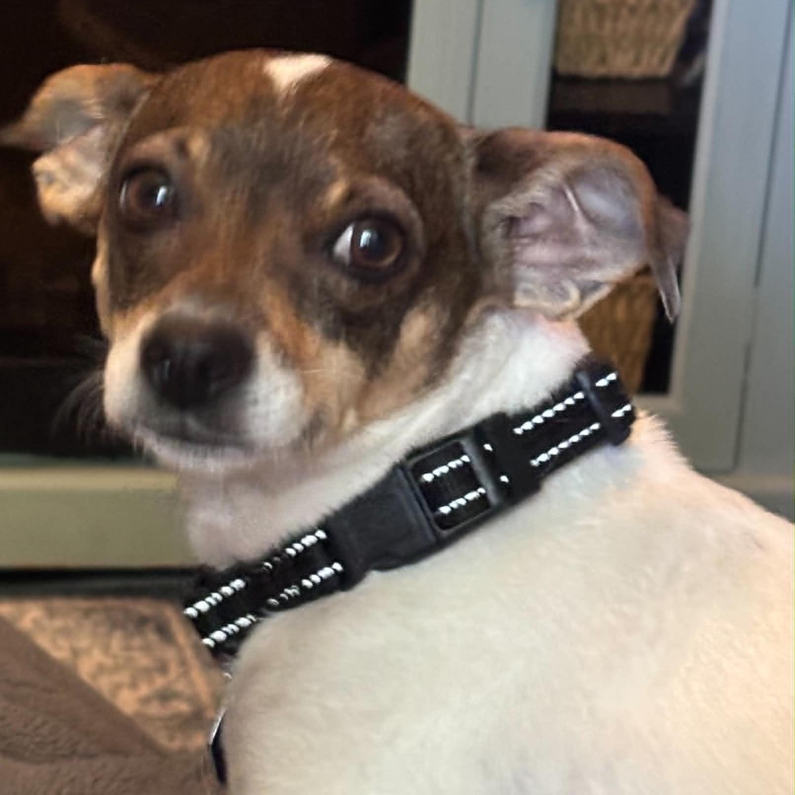 Mathilda - UPDATED, an adoptable mixed breed in Windsor, ON image 4/6