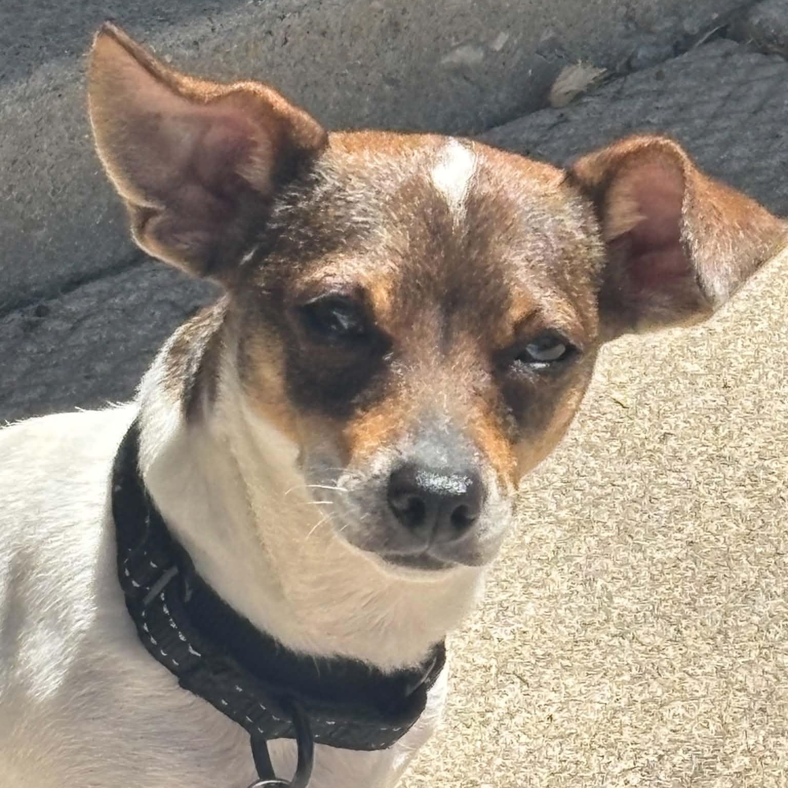 Mathilda - UPDATED, an adoptable mixed breed in Windsor, ON image 3/6