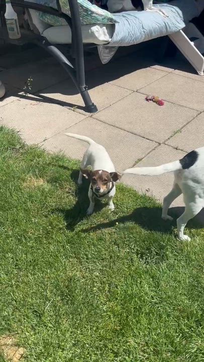 Enlarge Mathilda - UPDATED, an adoptable mixed breed in Windsor, ON video 5/6