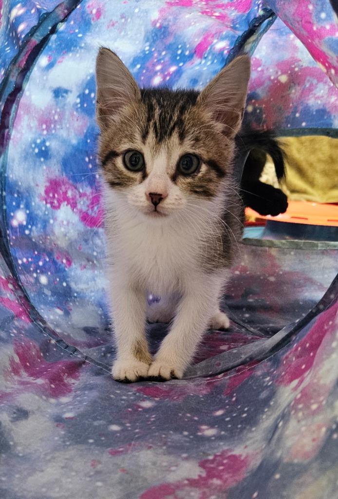 Dove, Adoptable, Kitten Female Domestic Short Hair.