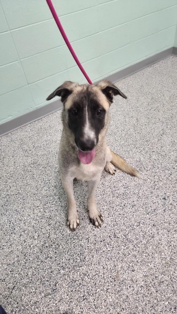 Enlarge Winnie, a Adoptable mixed breed in Athens, TN image 1/3