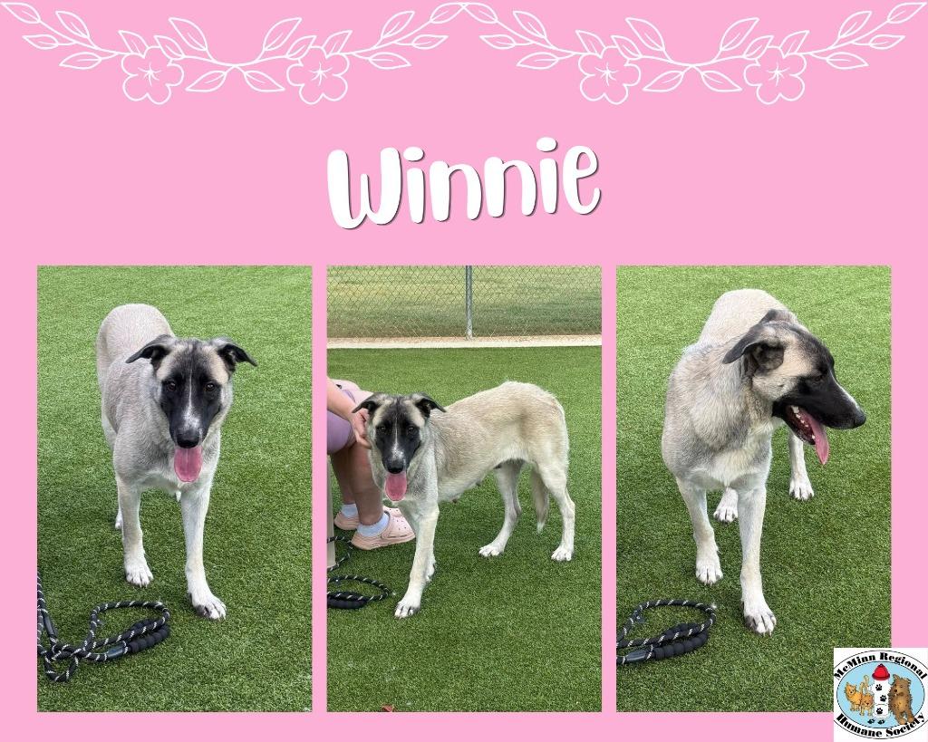 Enlarge Winnie, a Adoptable mixed breed in Athens, TN image 2/3