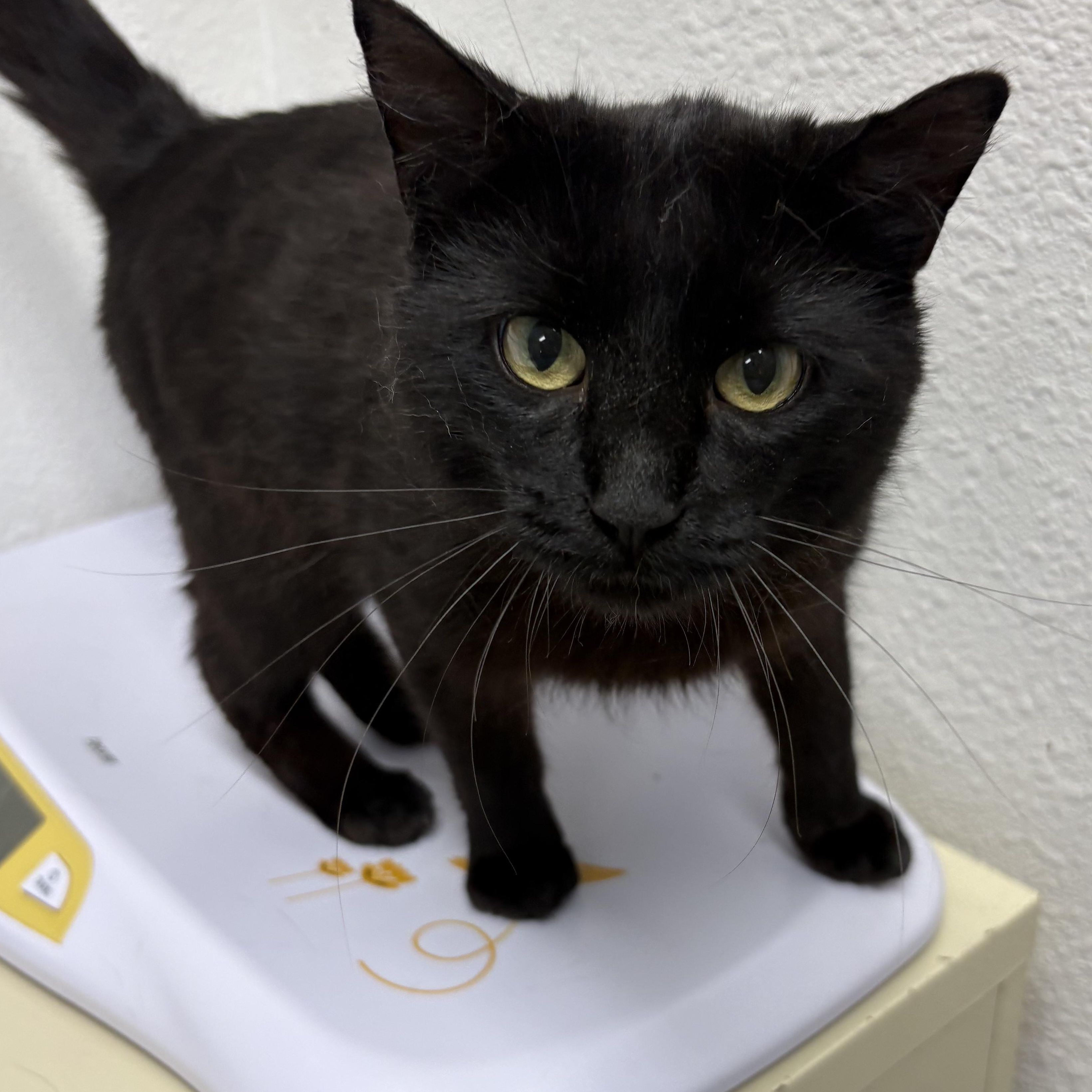 Enlarge Chester, an adopted mixed breed in Charles City, IA image 4/4