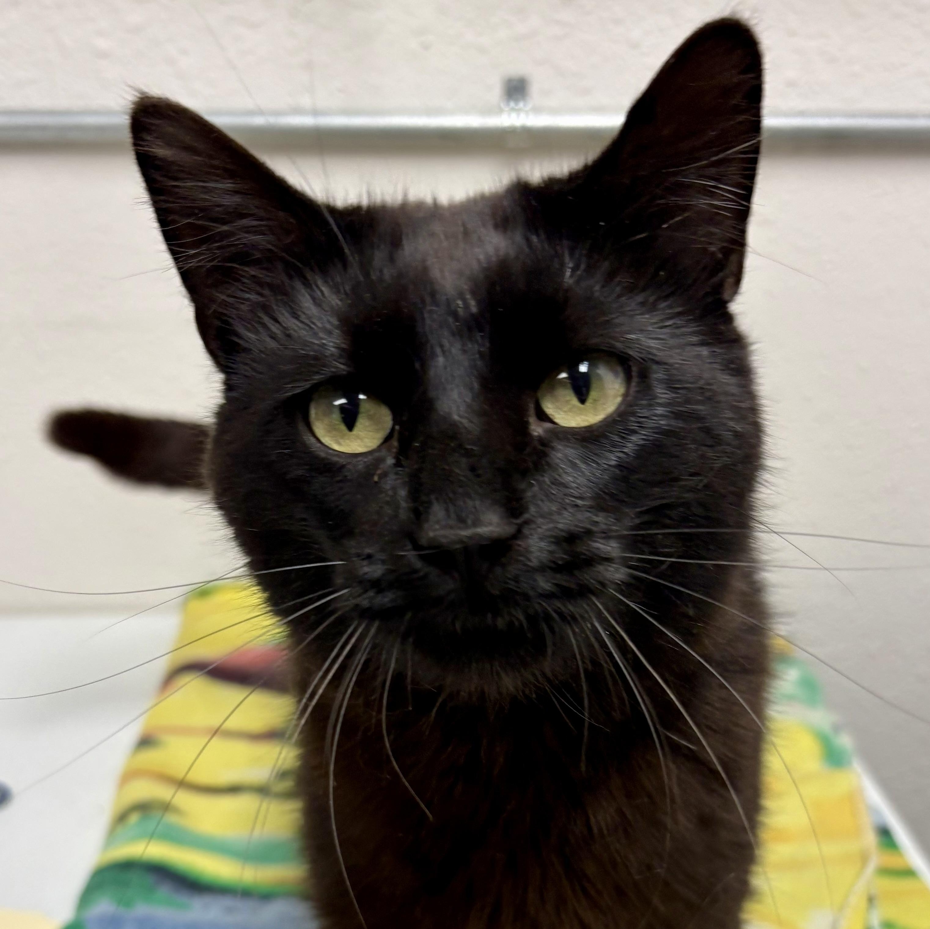 Enlarge Chester, a ADOPTABLE mixed breed in Charles City, IA image 1/3