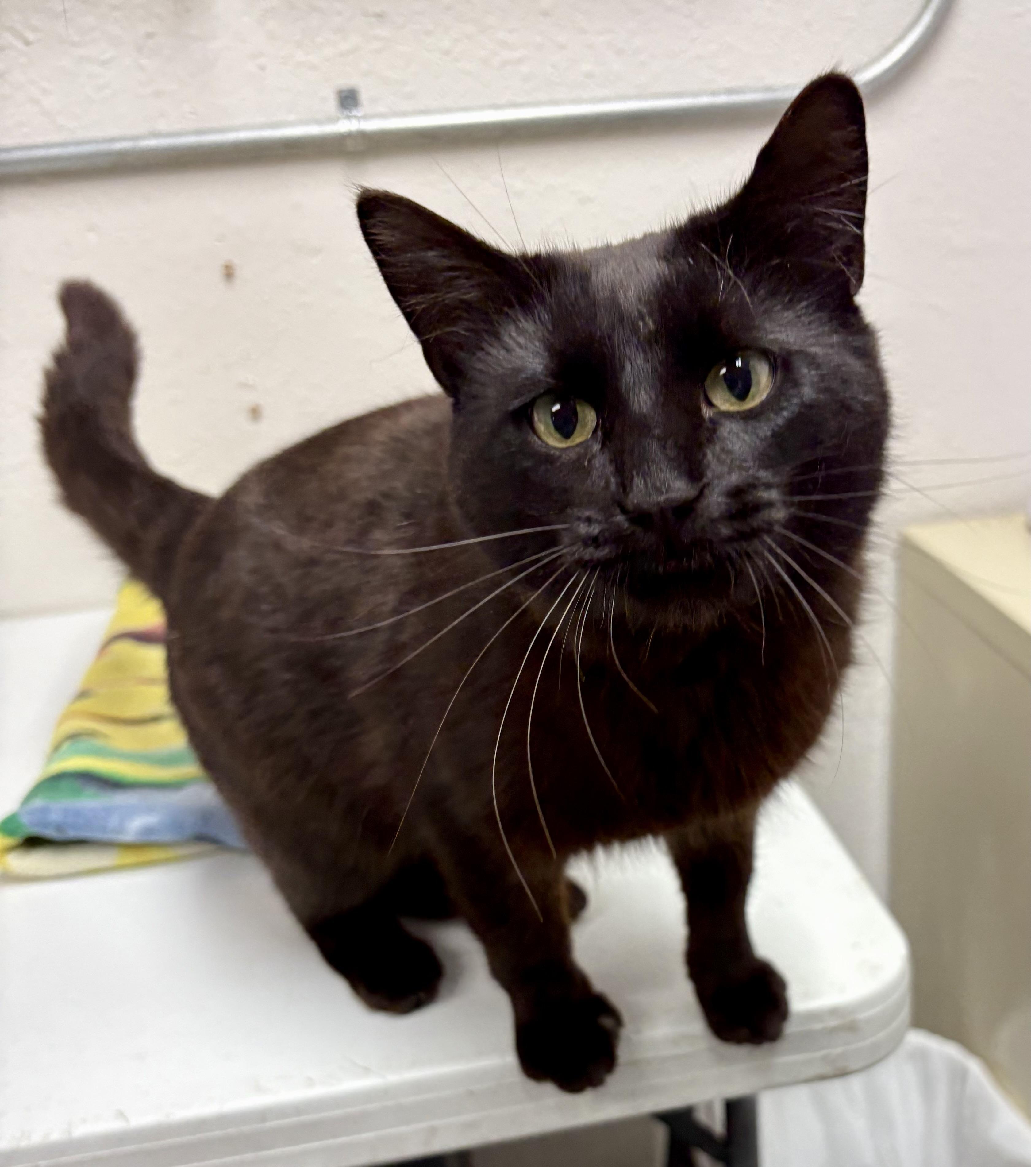 Enlarge Chester, a ADOPTABLE mixed breed in Charles City, IA image 2/3