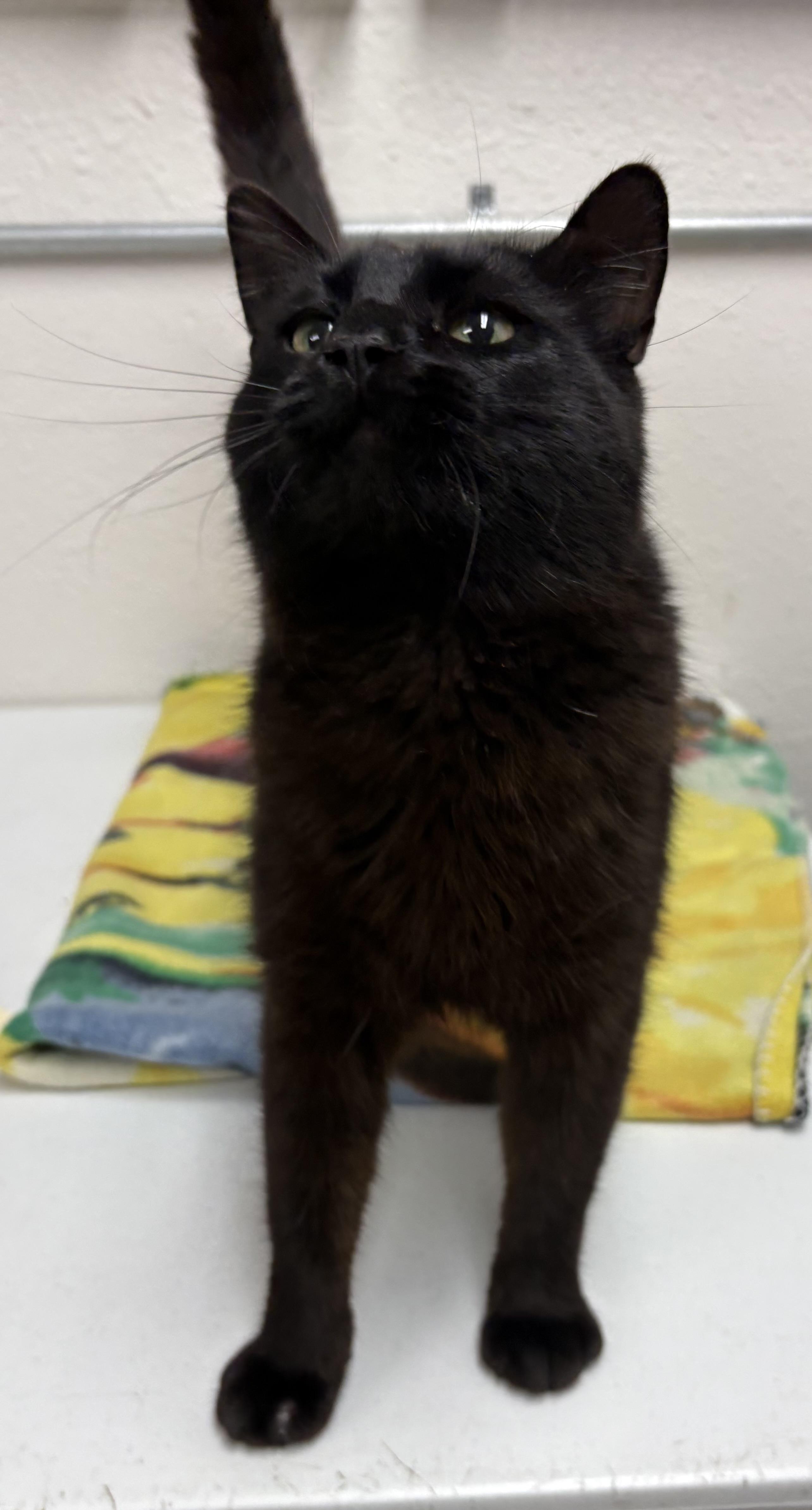 Enlarge Chester, a ADOPTABLE mixed breed in Charles City, IA image 3/3