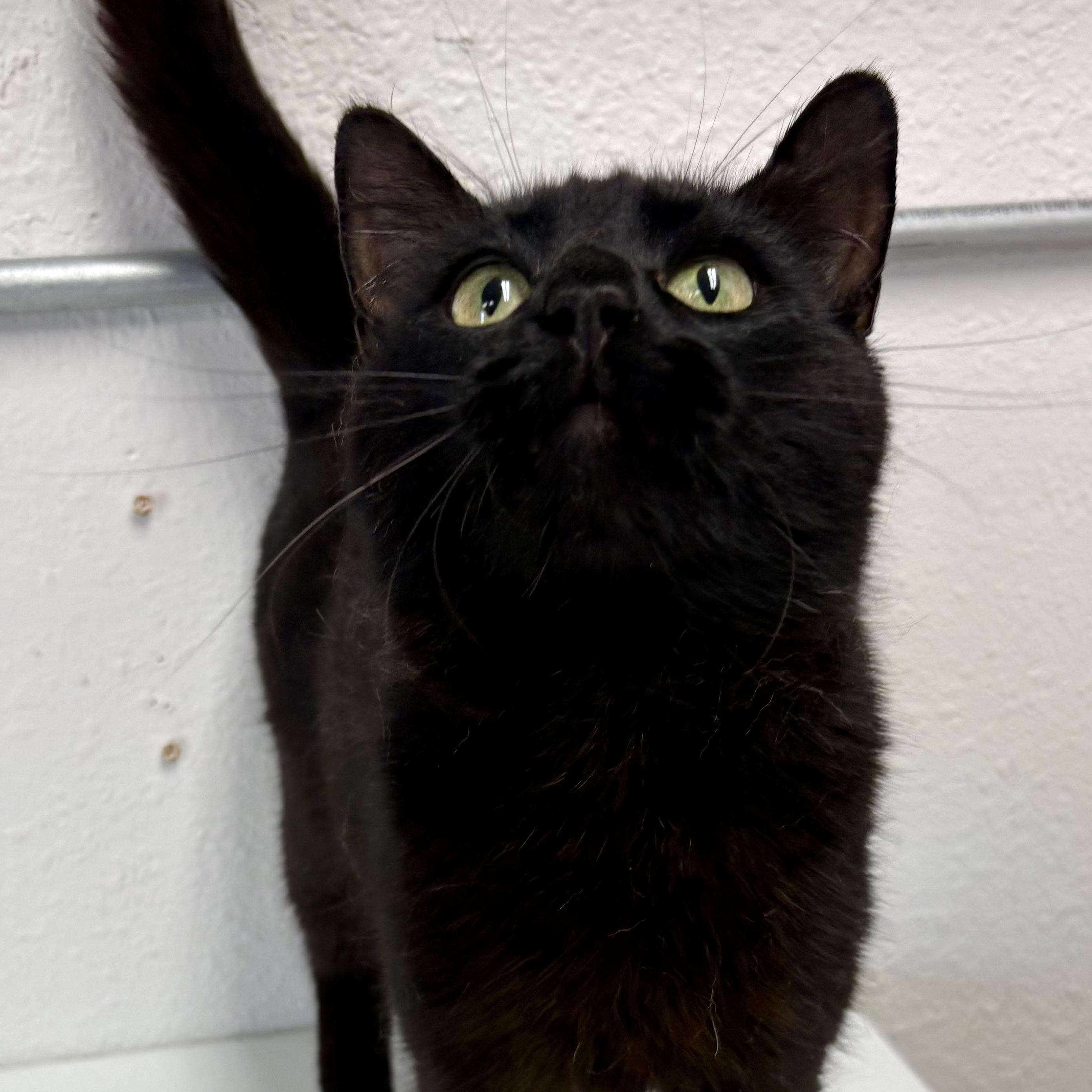 Enlarge Chester, an adopted mixed breed in Charles City, IA image 2/4
