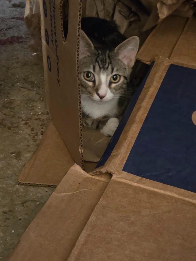 Pip, Adoptable, Kitten Male Domestic Short Hair.