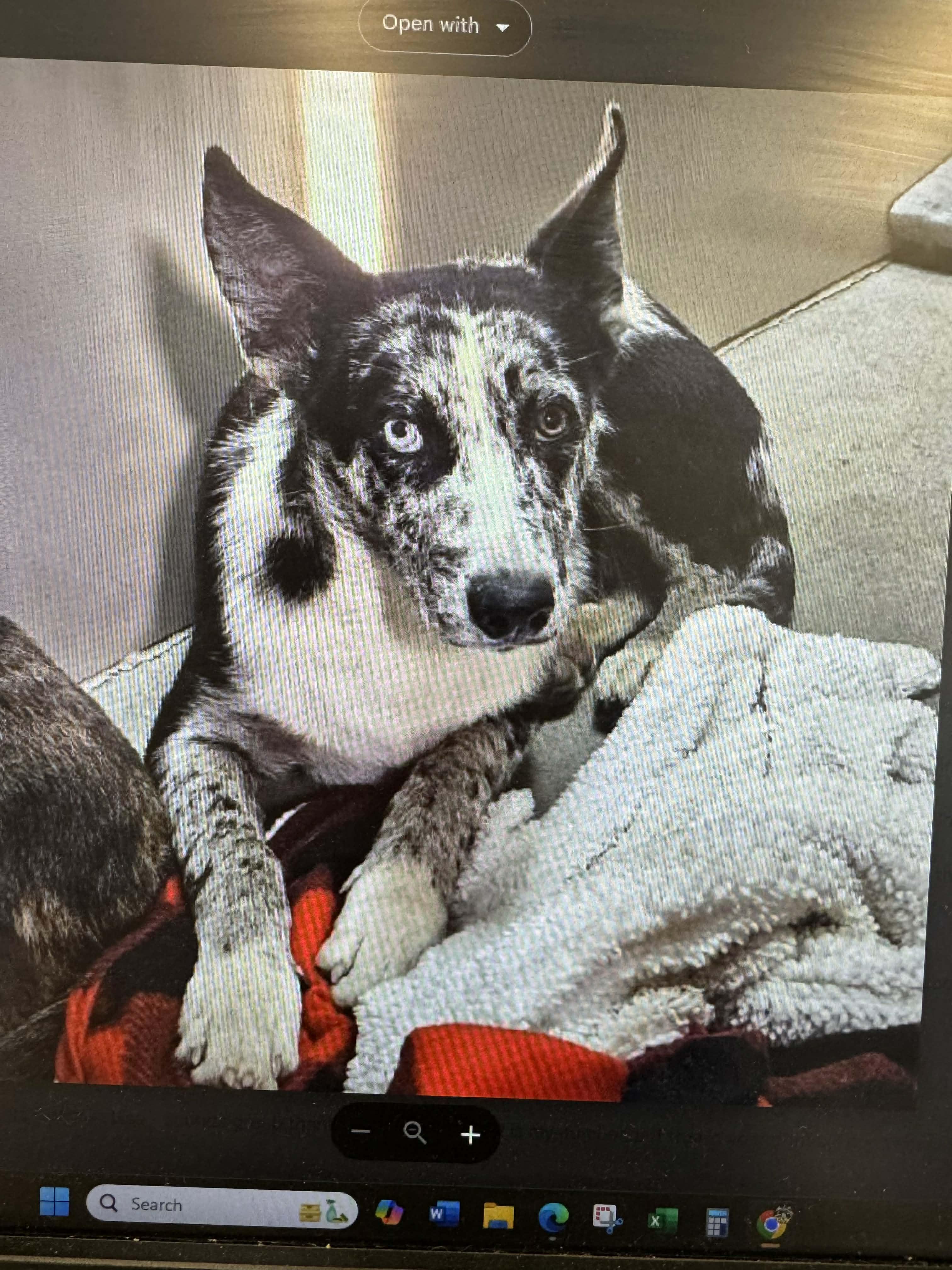 Marble , ADOPTABLE, Young Female Australian Kelpie & Australian Shepherd.