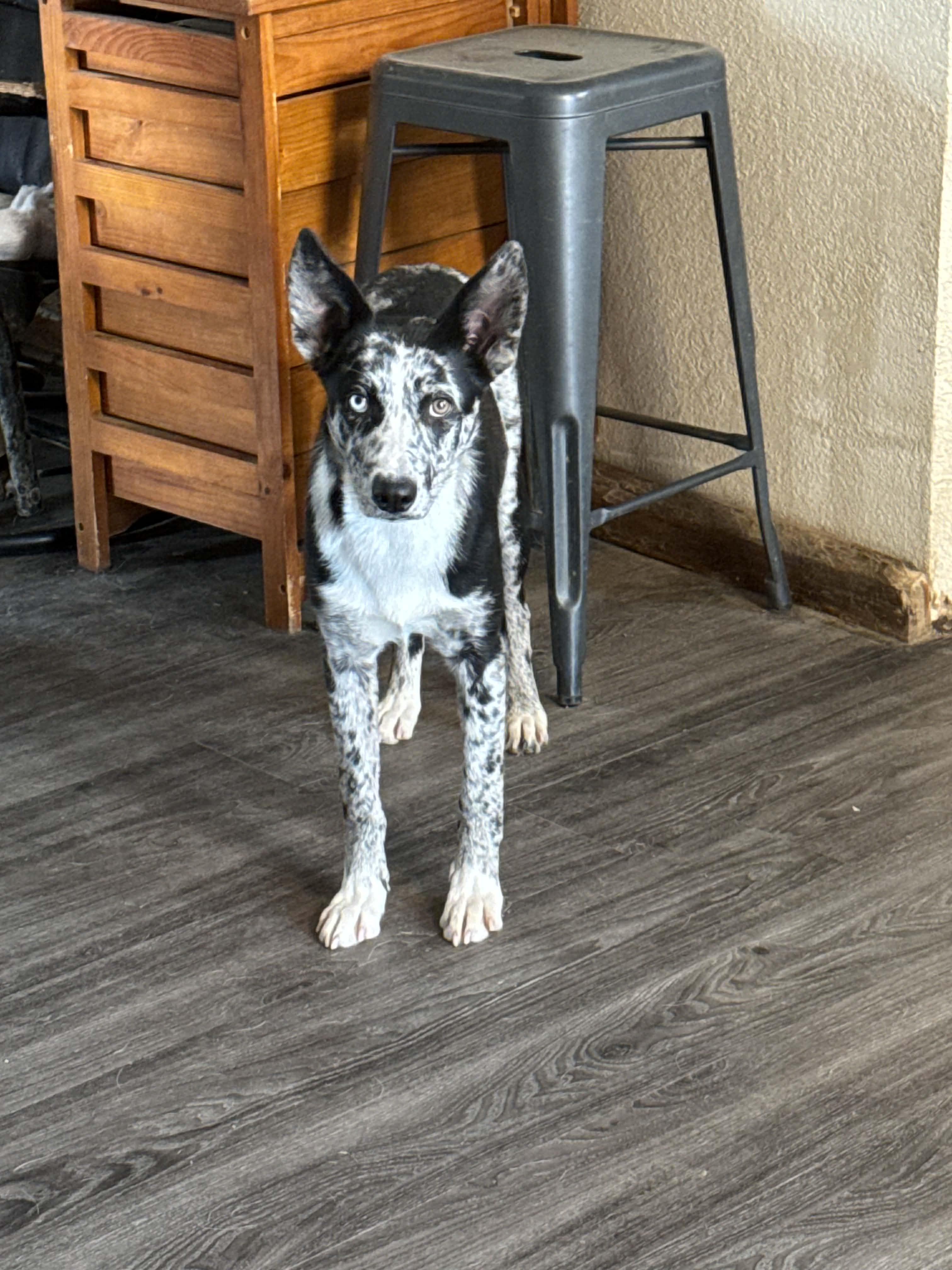 Enlarge Marble , a ADOPTABLE mixed breed in Bend, OR image 2/3