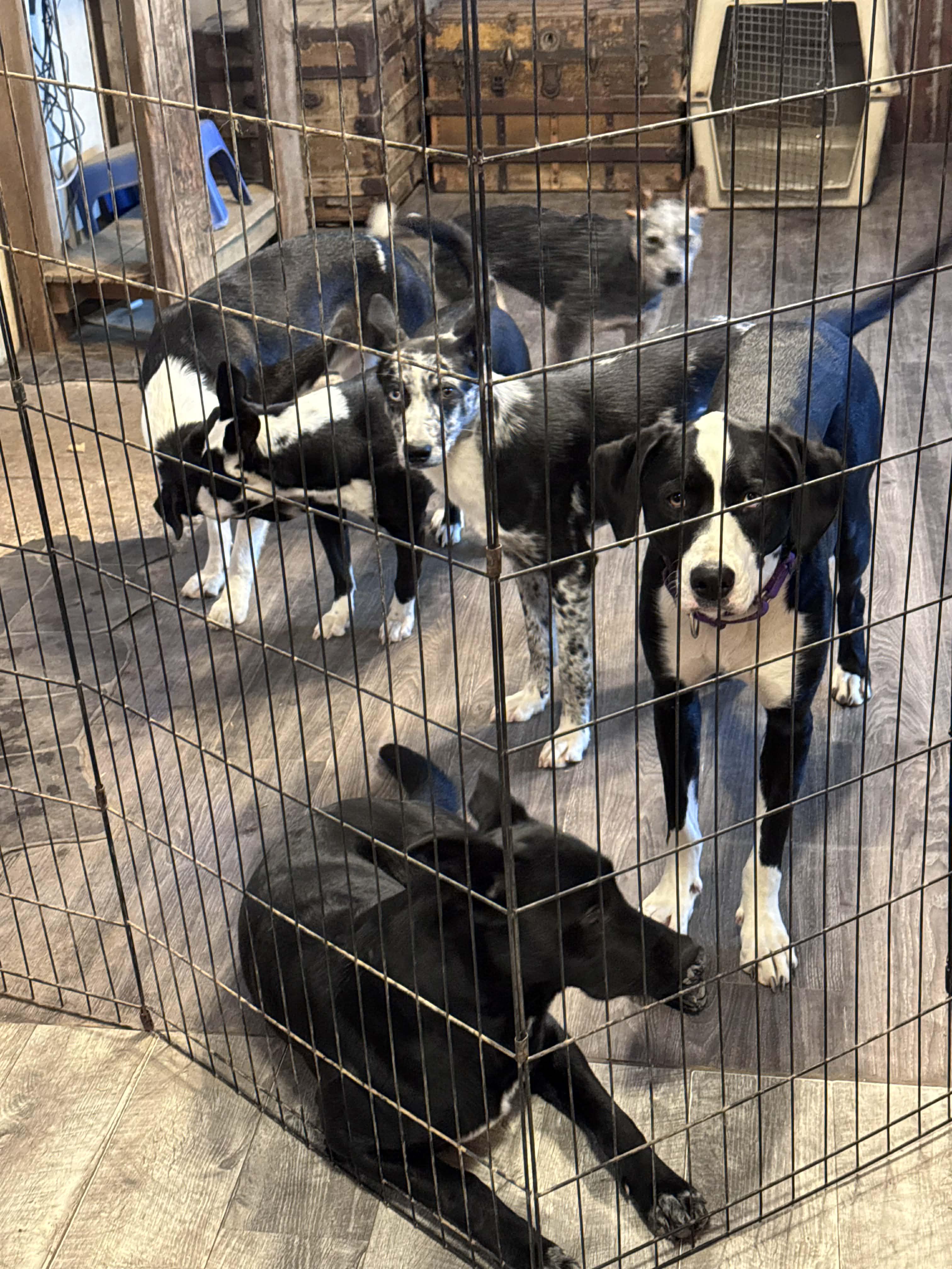 Enlarge Marble , a ADOPTABLE mixed breed in Bend, OR image 3/3