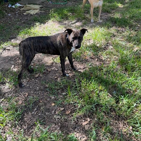 Enlarge Mulan, a Adoptable Terrier in Beaumont, TX image 1/4