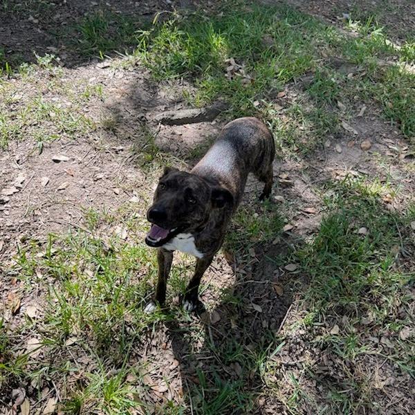 Enlarge Mulan, a Adoptable Terrier in Beaumont, TX image 2/4