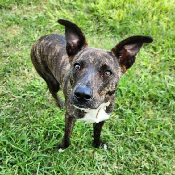 Enlarge Mulan, a Adoptable Terrier in Beaumont, TX image 3/4