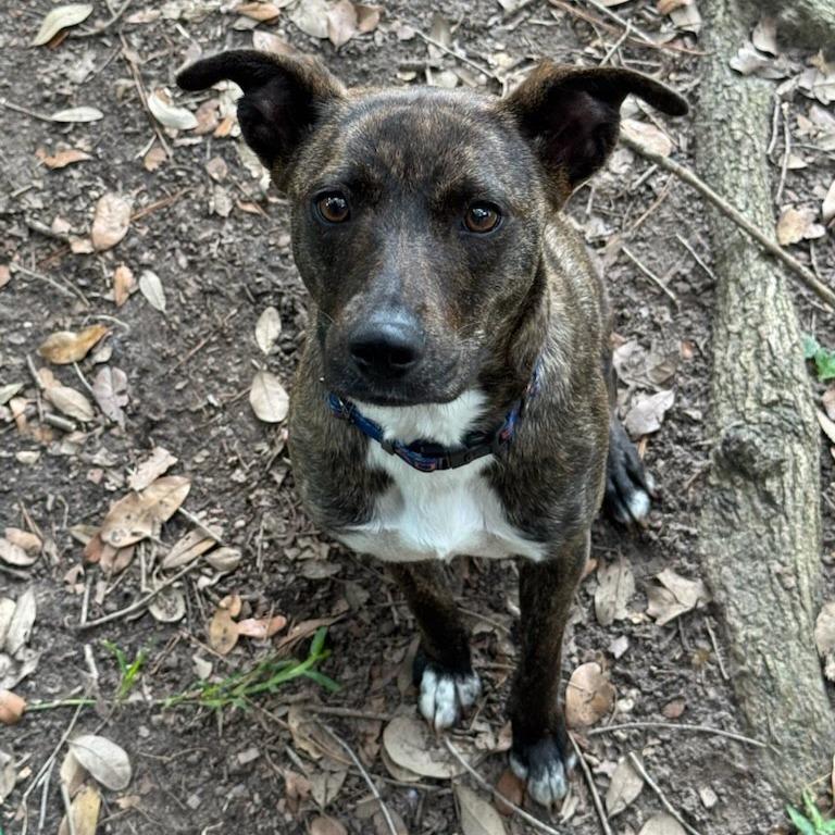 Enlarge Mulan, a Adoptable Terrier in Beaumont, TX image 4/4