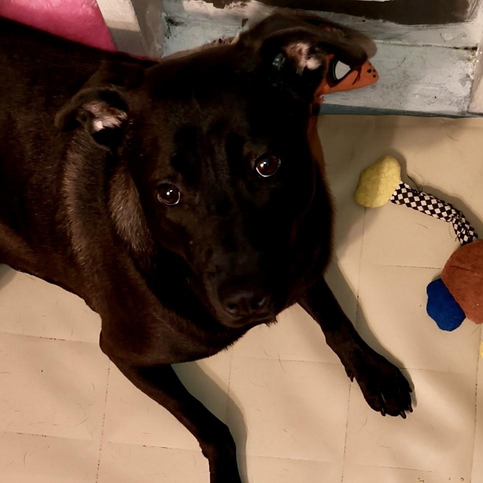 Enlarge Polo, an adoptable mixed breed in Port Saint Lucie, FL image 1/6
