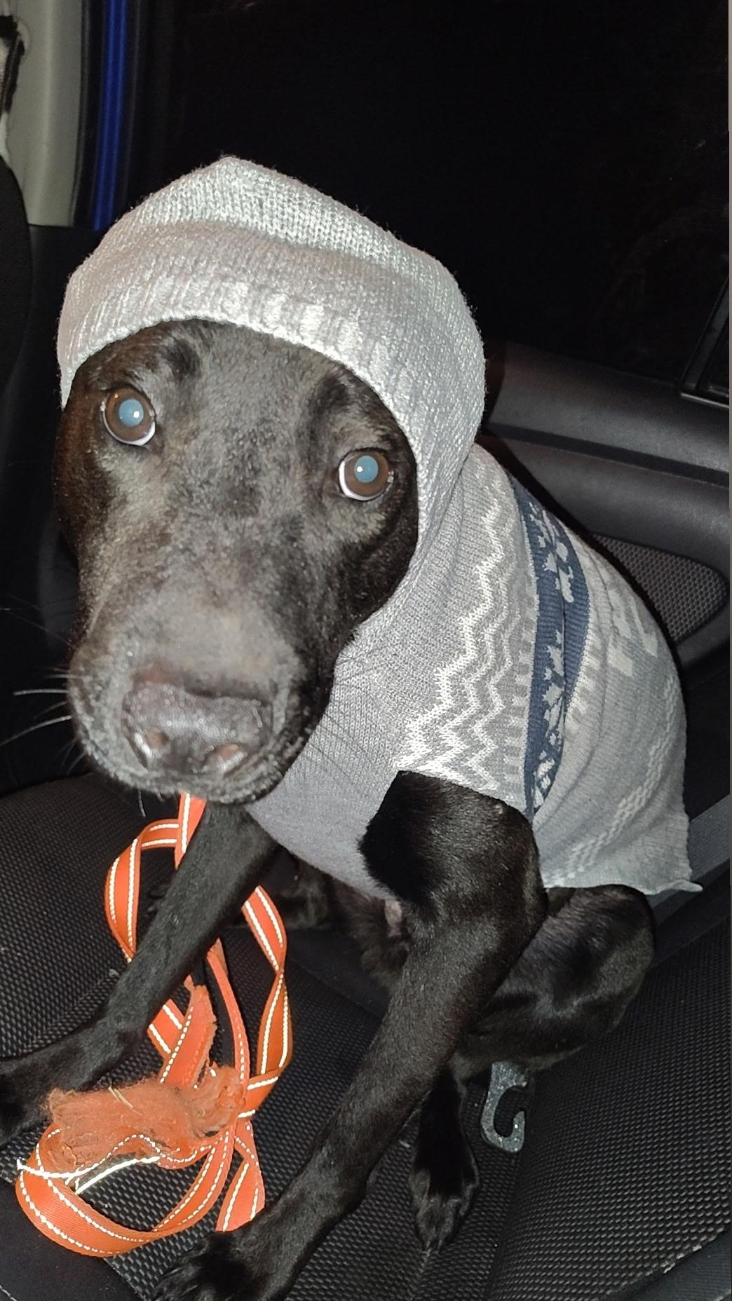 Polo, Adoptable, Young Male Labrador Retriever.